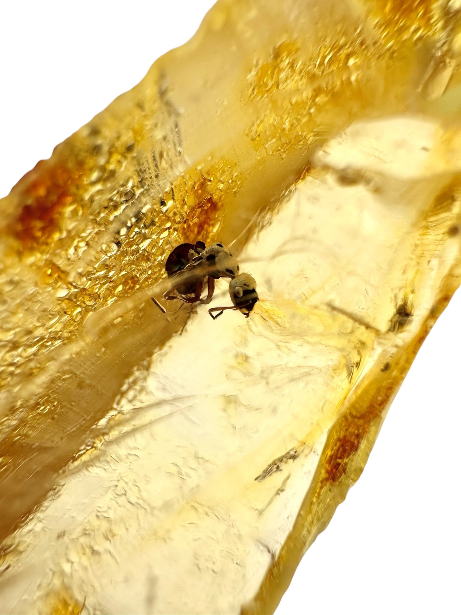 Insects in young amber (copal) 7,6g – Colombia - IK16