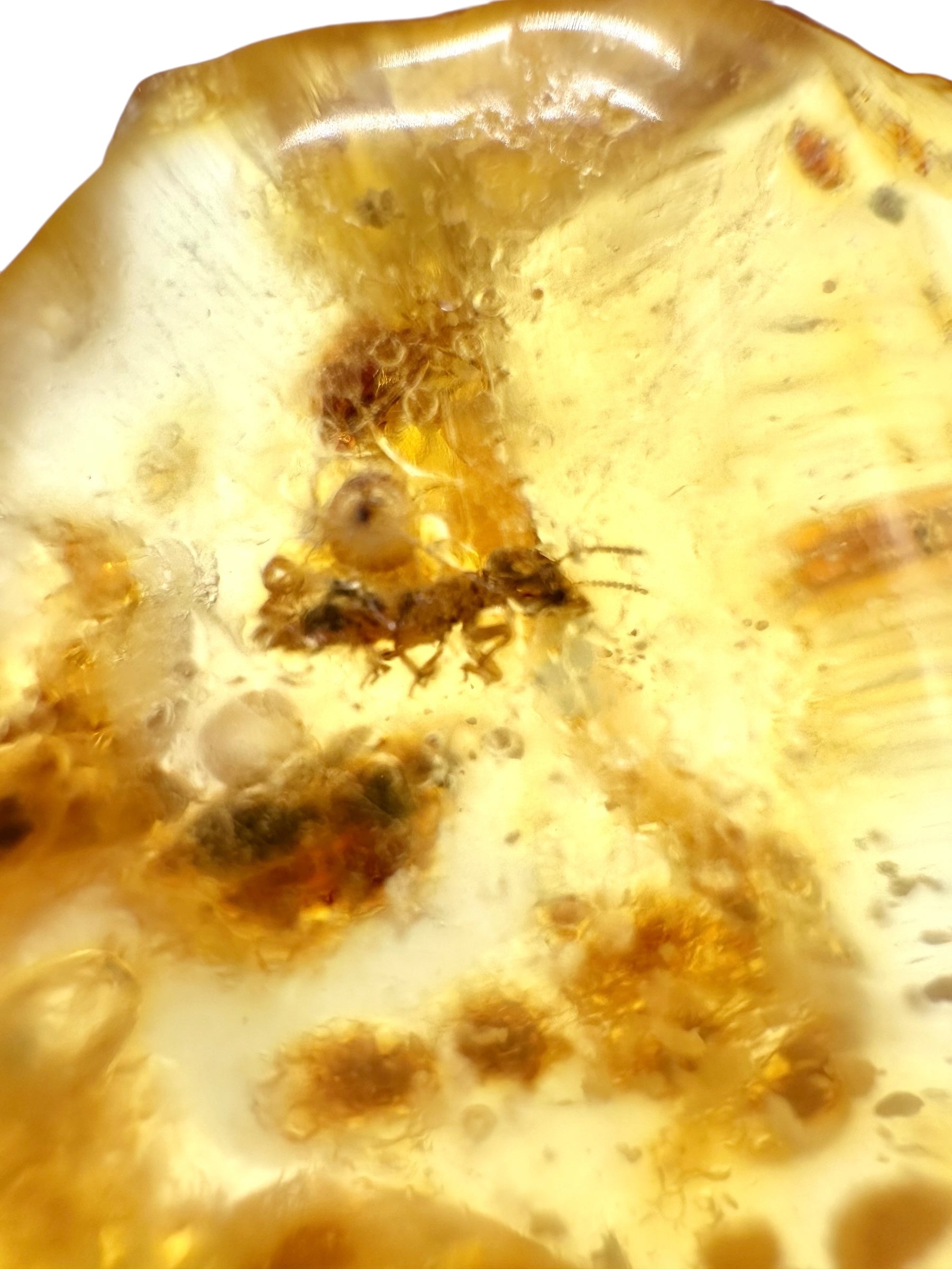 Insects in young amber (copal) 8,8g – Colombia - IK17