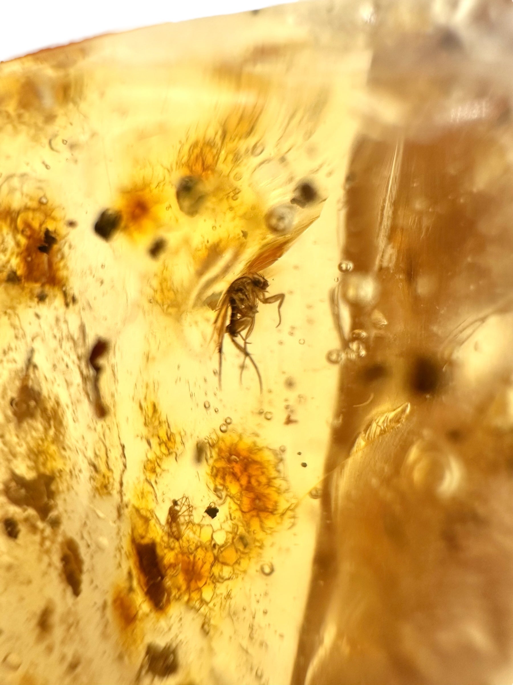 Insects in young amber (copal) 7,6g – Colombia - IK19