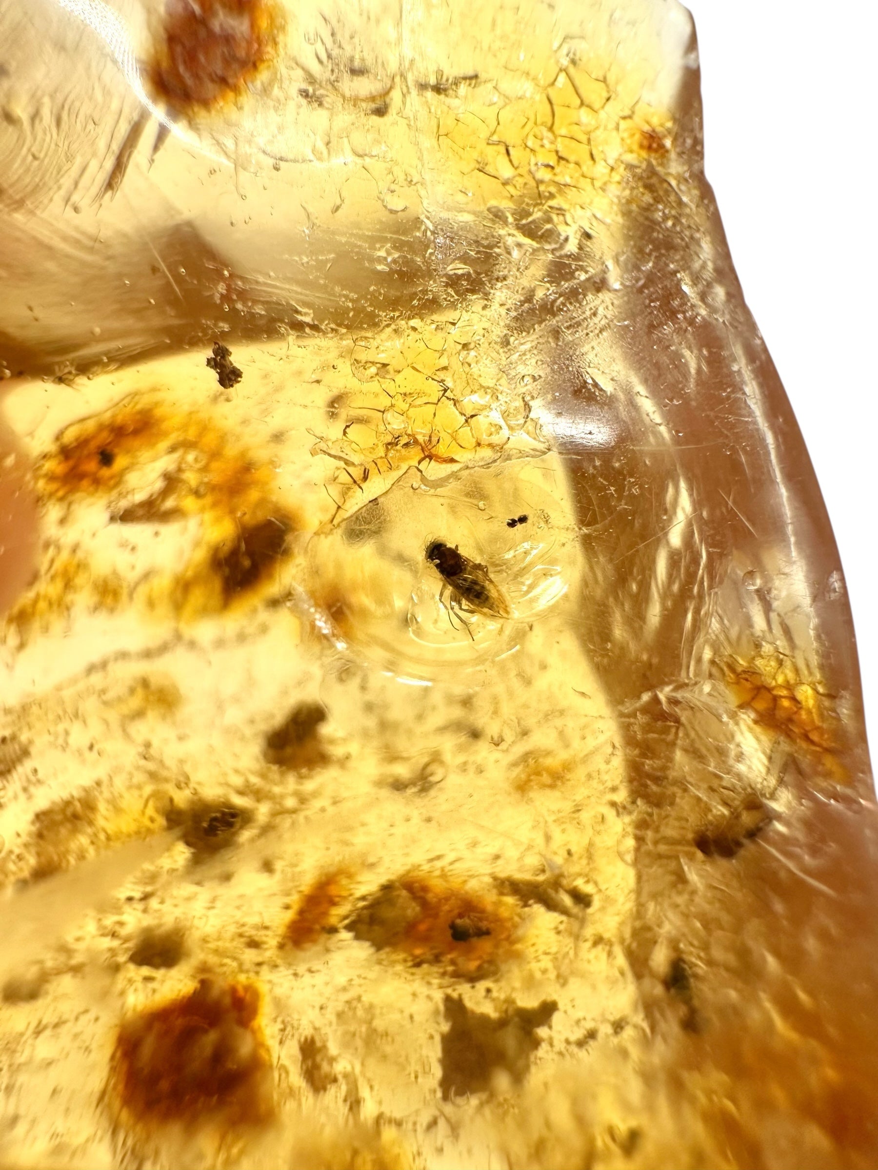 Insects in young amber (copal) 7,6g – Colombia - IK19