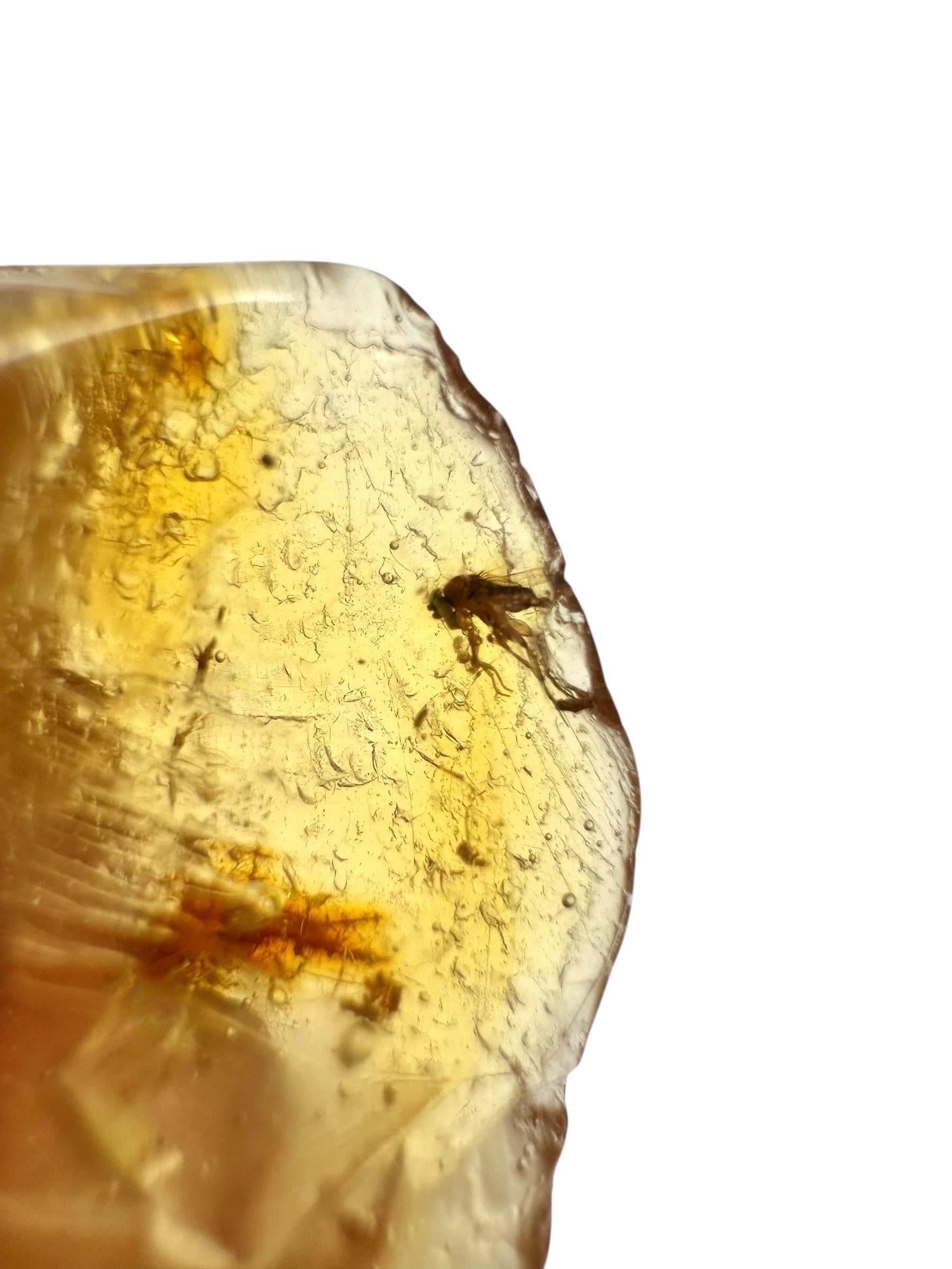 Insects in young amber (copal) 7,6g – Colombia - IK19