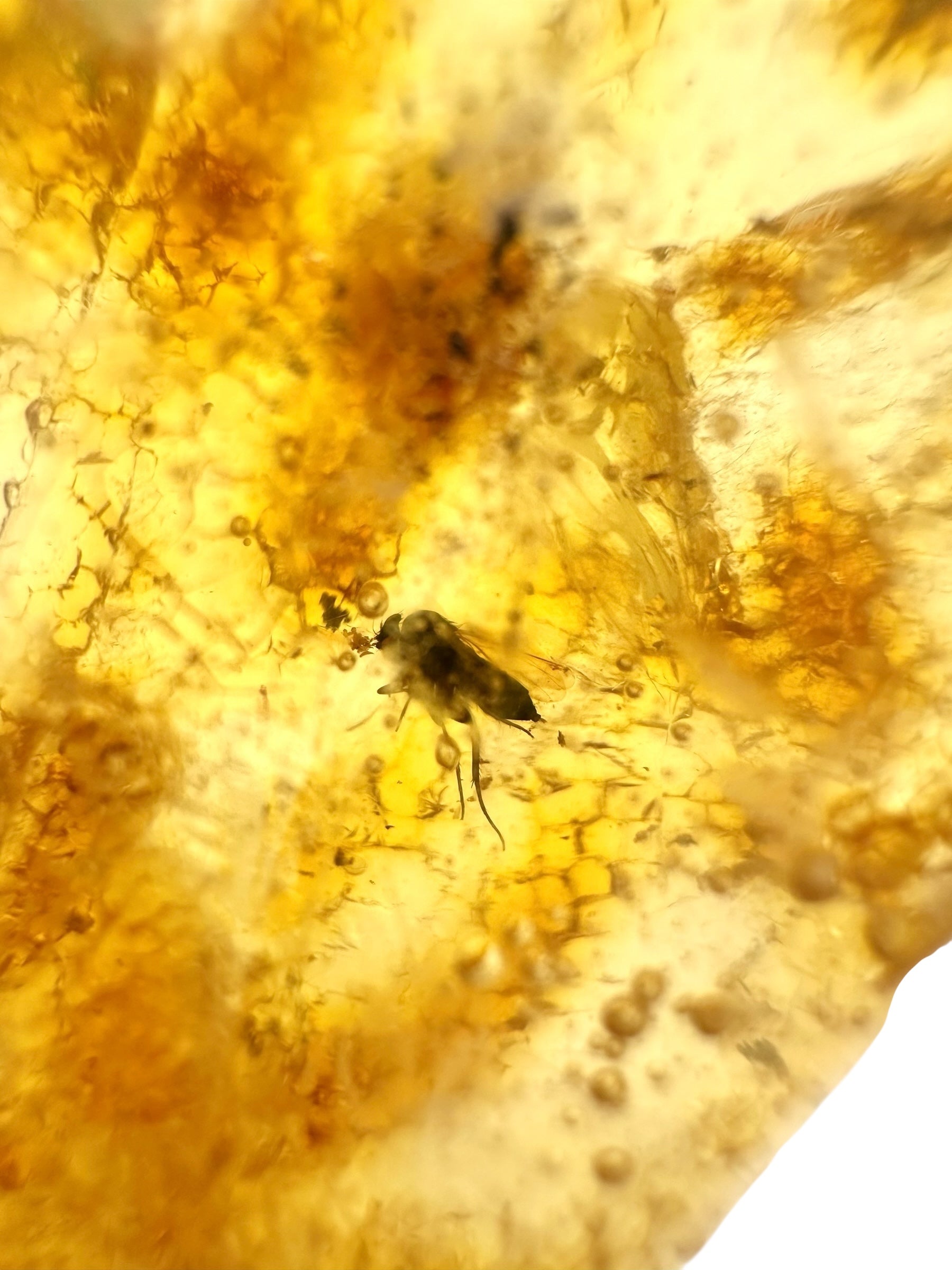 Insects in young amber (copal) 8,8g – Colombia - IK20