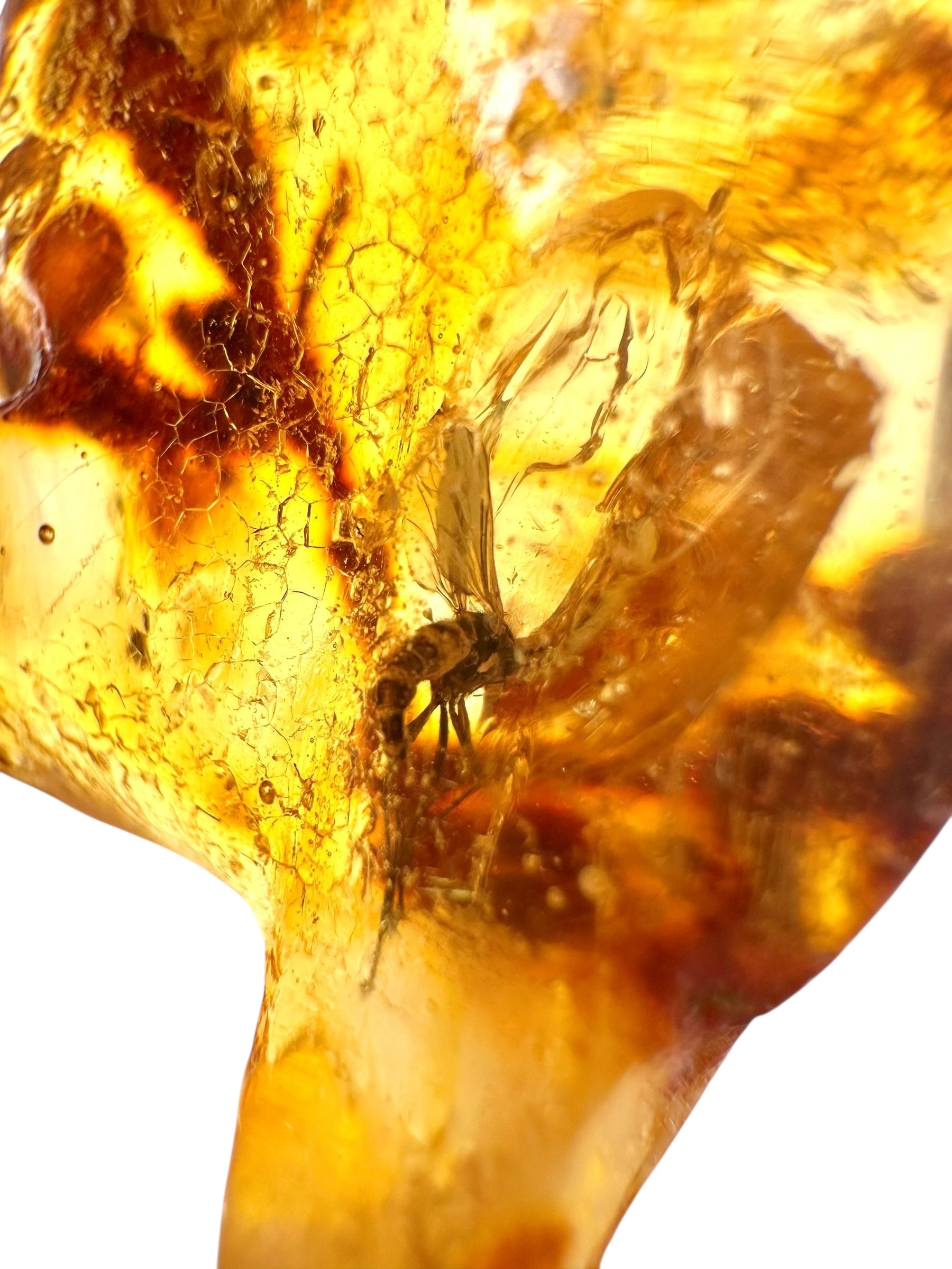 Insects in young amber (copal) 9,1g – Colombia - IK24
