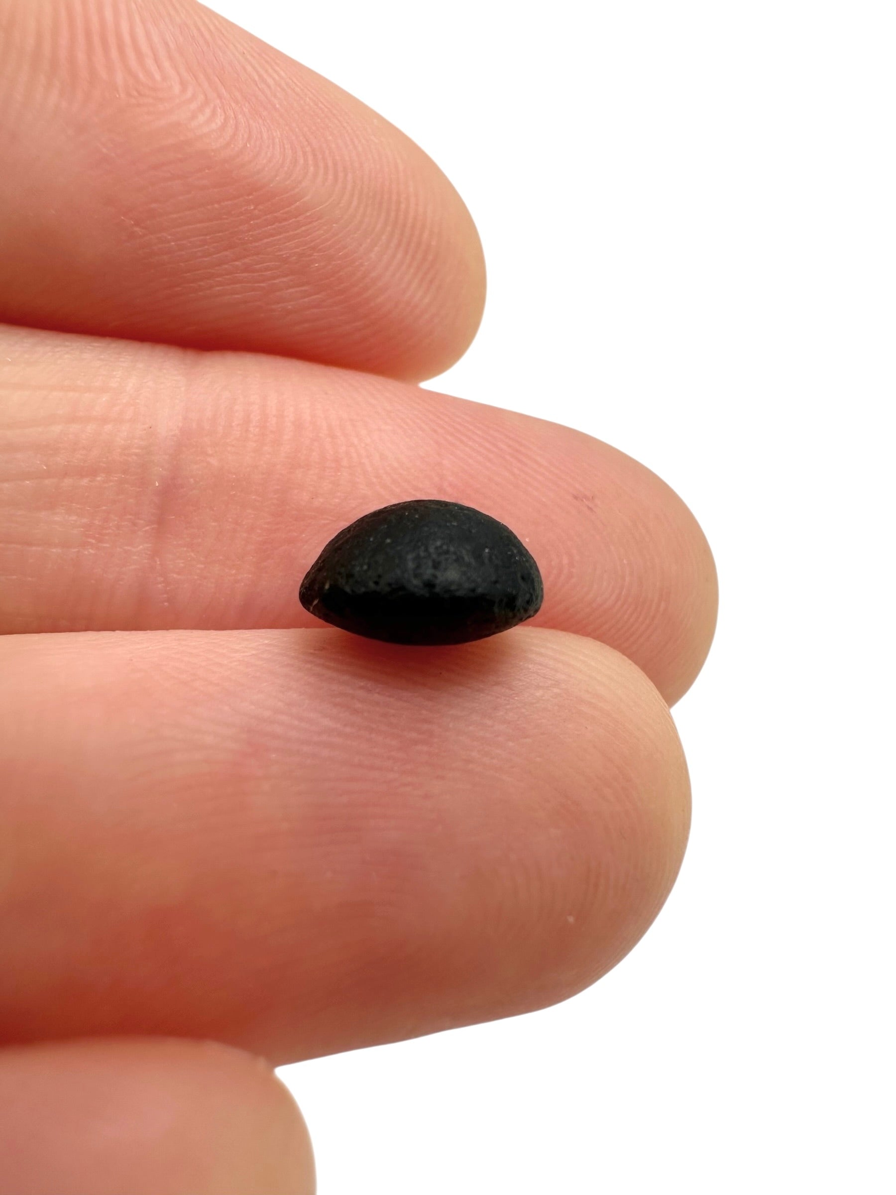 Australite "button" 0,3g – Kalgoorlie, Western Australia - AU084