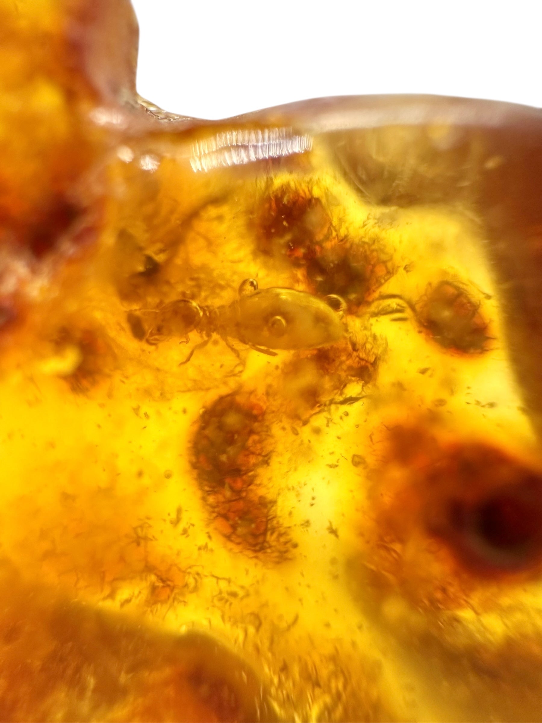 Insects in young amber (copal) 20,4g – Colombia - IK27