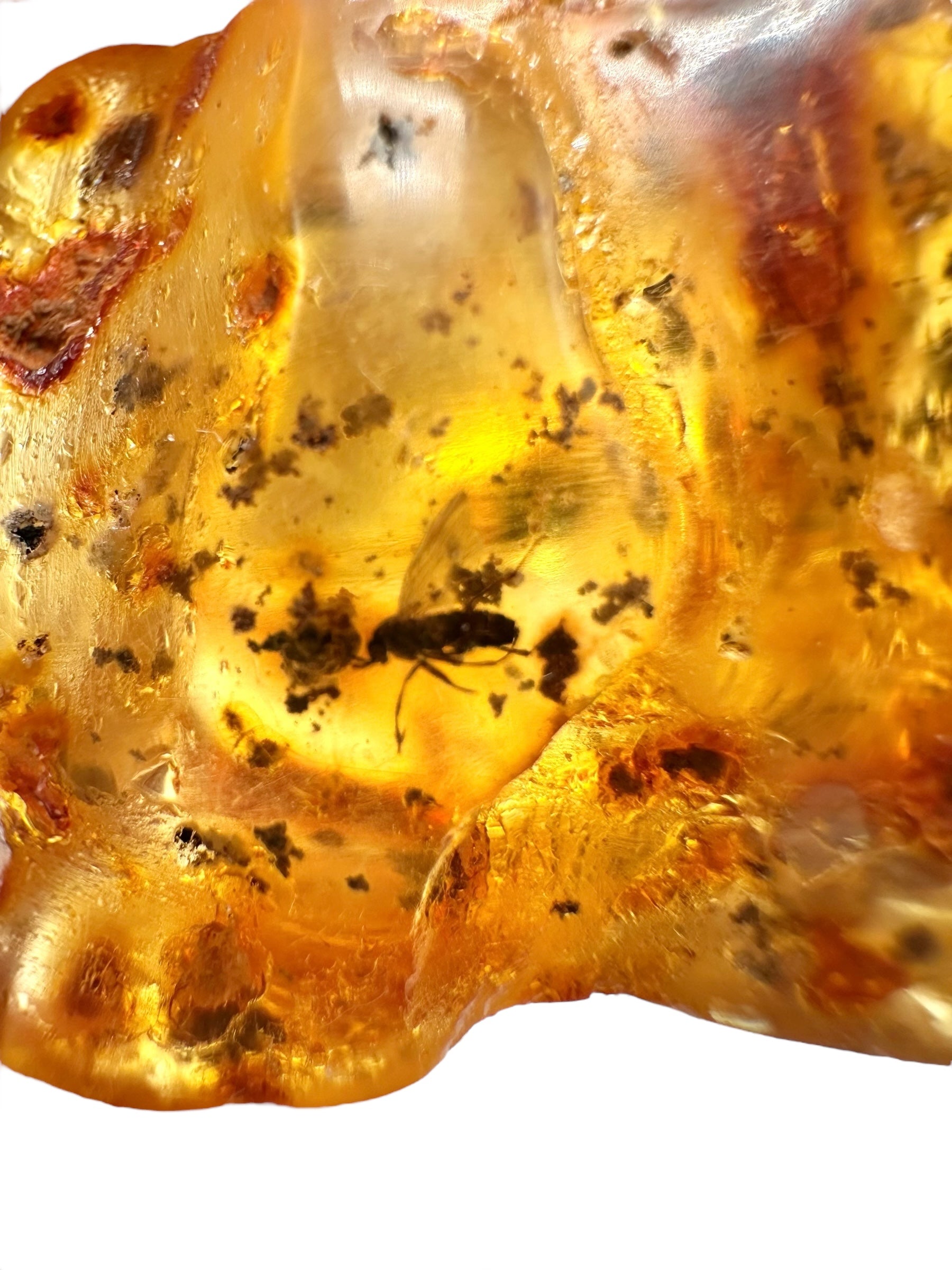 Insects in young amber (copal) 18,7g – Colombia - IK31