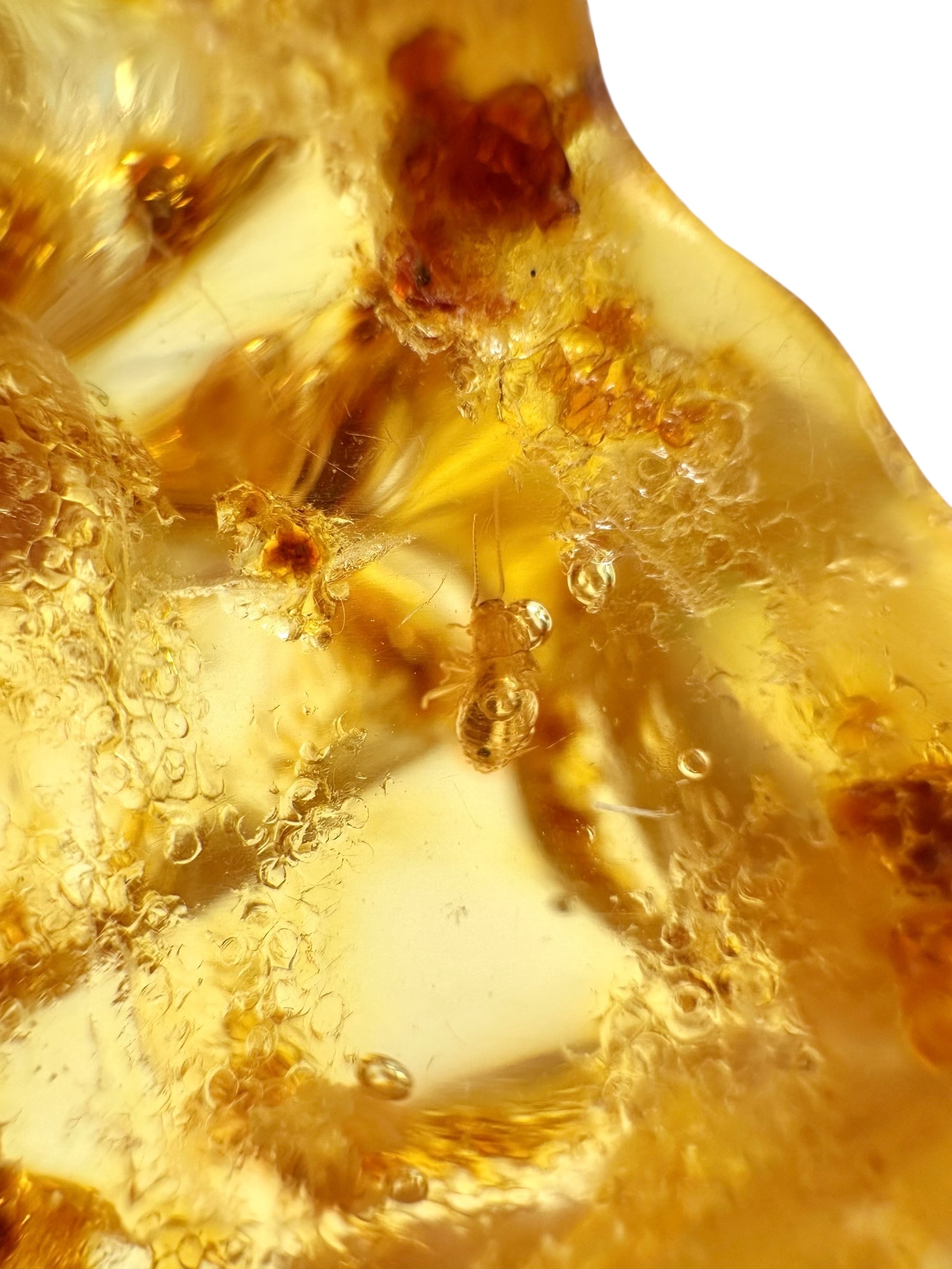 Insects in young amber (copal) 9,5g – Colombia - IK34