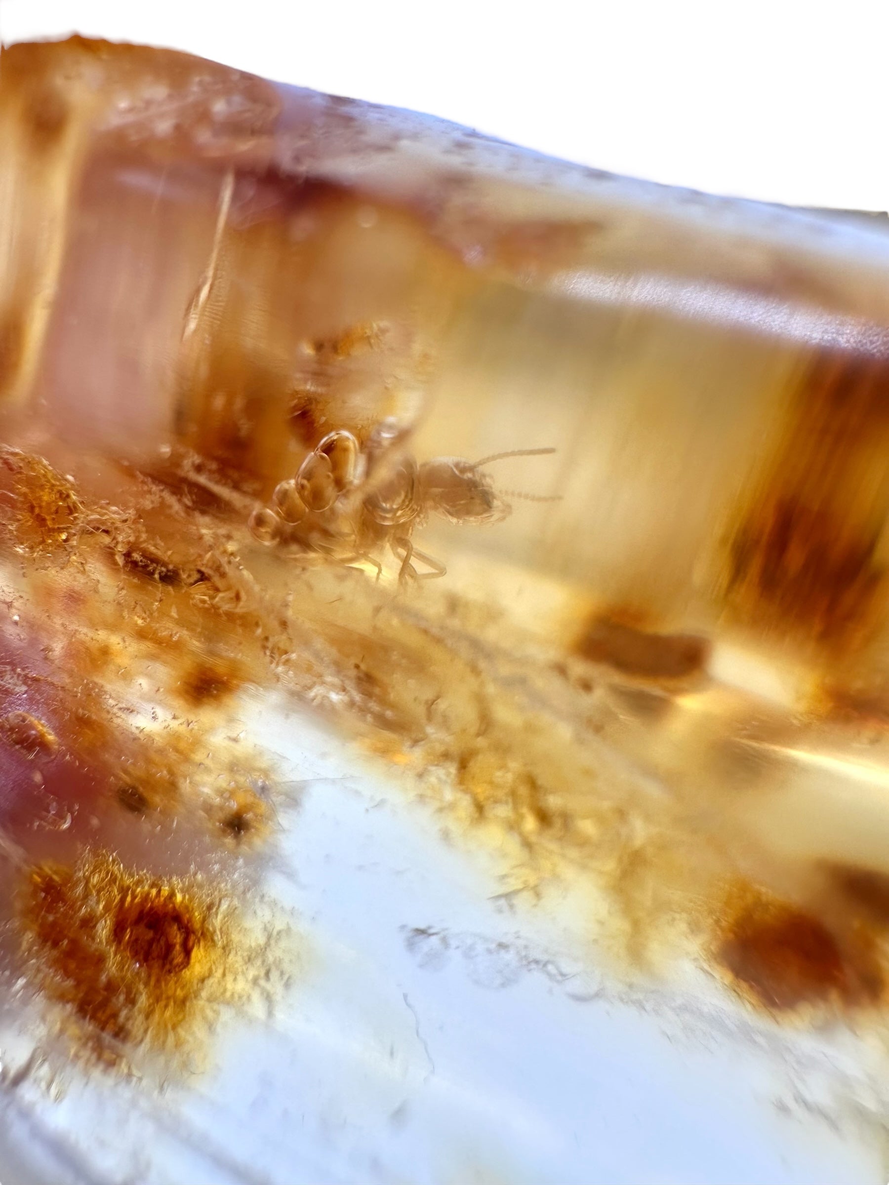 Insects in young amber (copal) 27,5g – Colombia - IK35