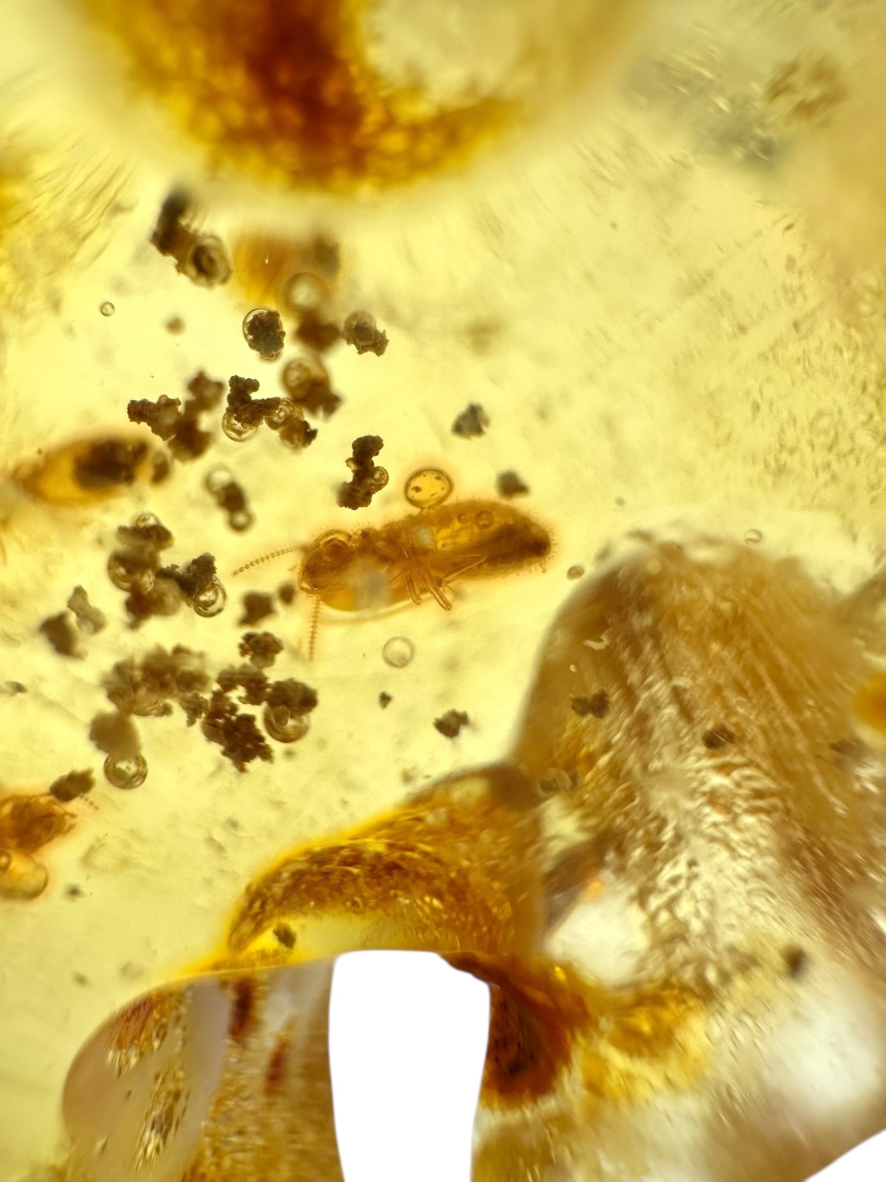 Insects in young amber (copal) 100,8g – Colombia - IK36