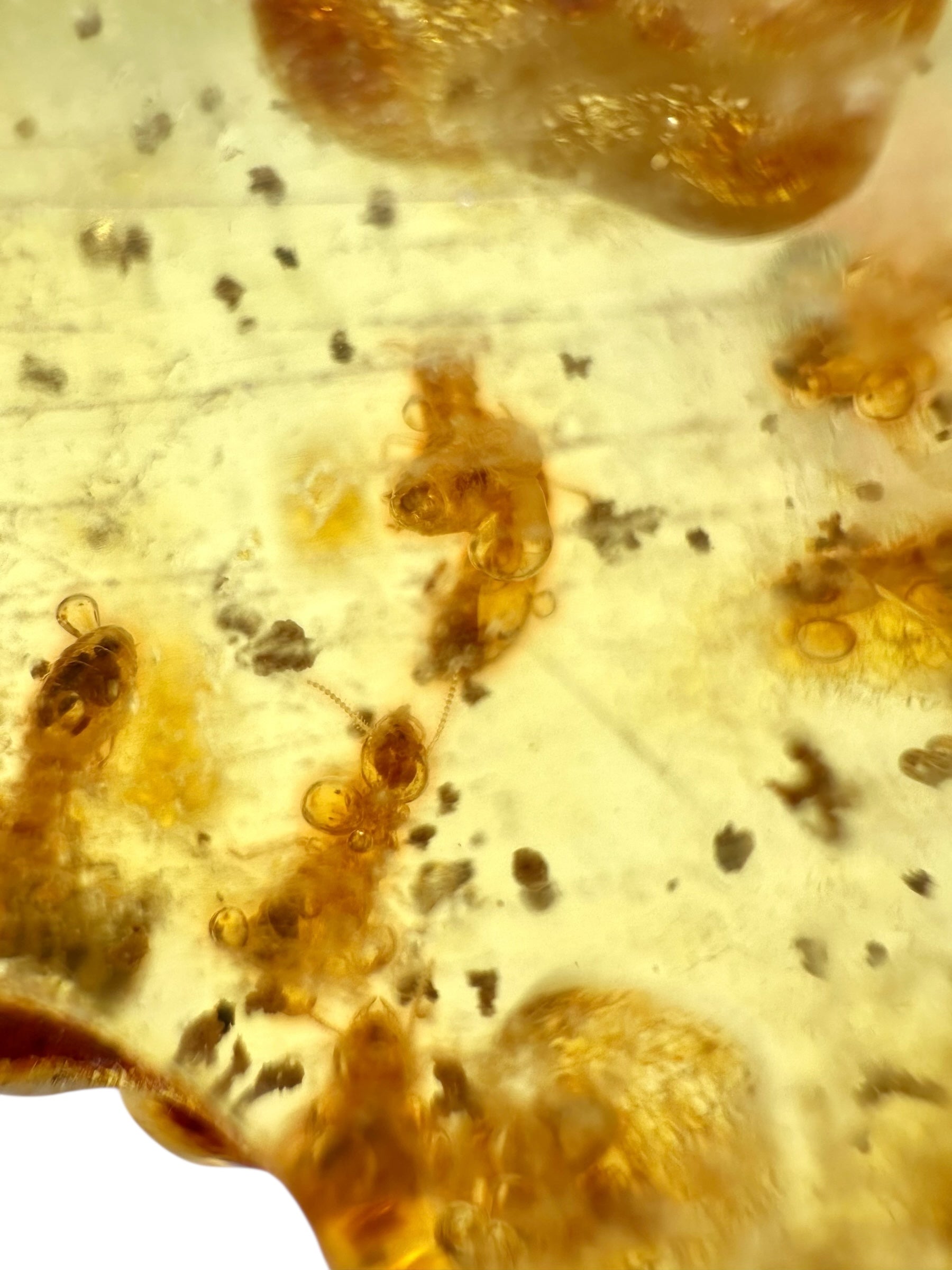 Insects in young amber (copal) 100,8g – Colombia - IK36