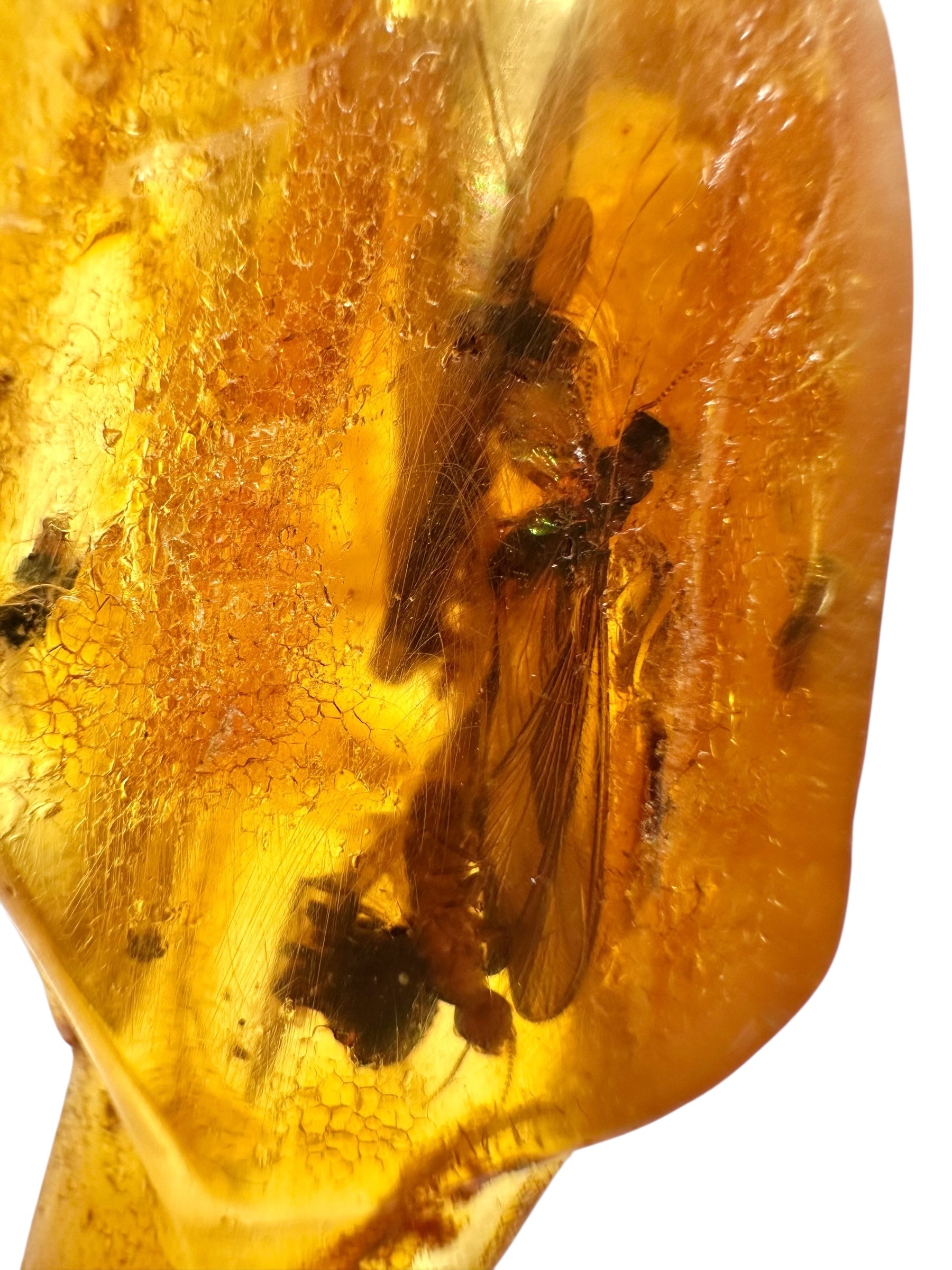 Insects in young amber (copal) 19,8g – Colombia - IK37