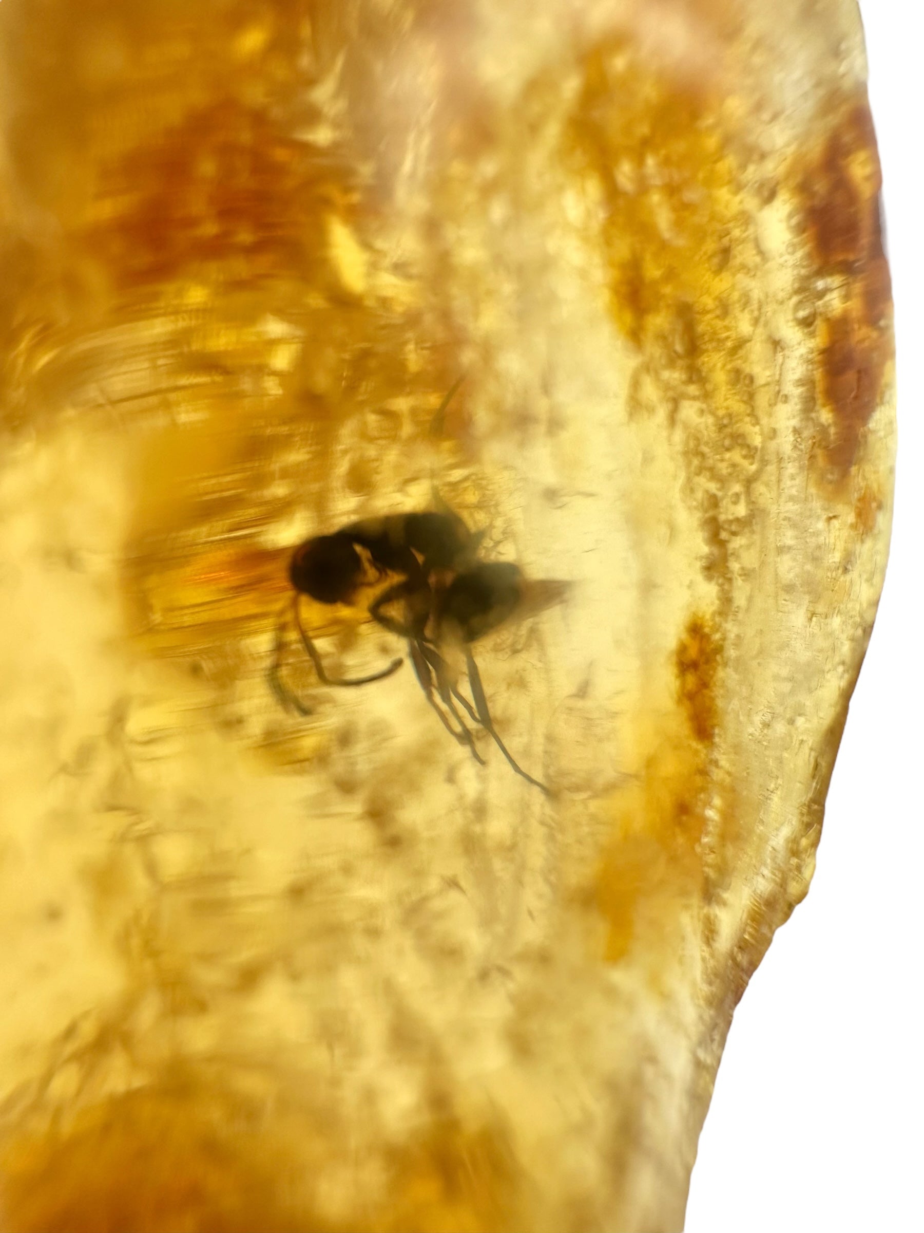 Insects in young amber (copal) 7,2g – Colombia - IK38