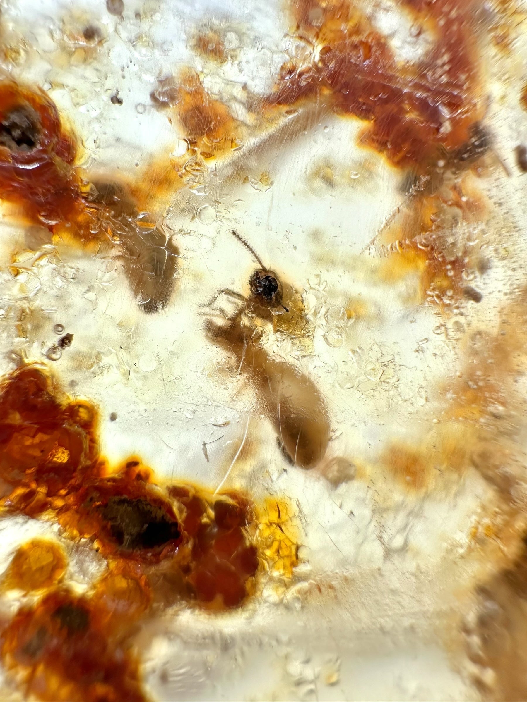 Insects in young amber (copal) 15,8g – Colombia - IK39