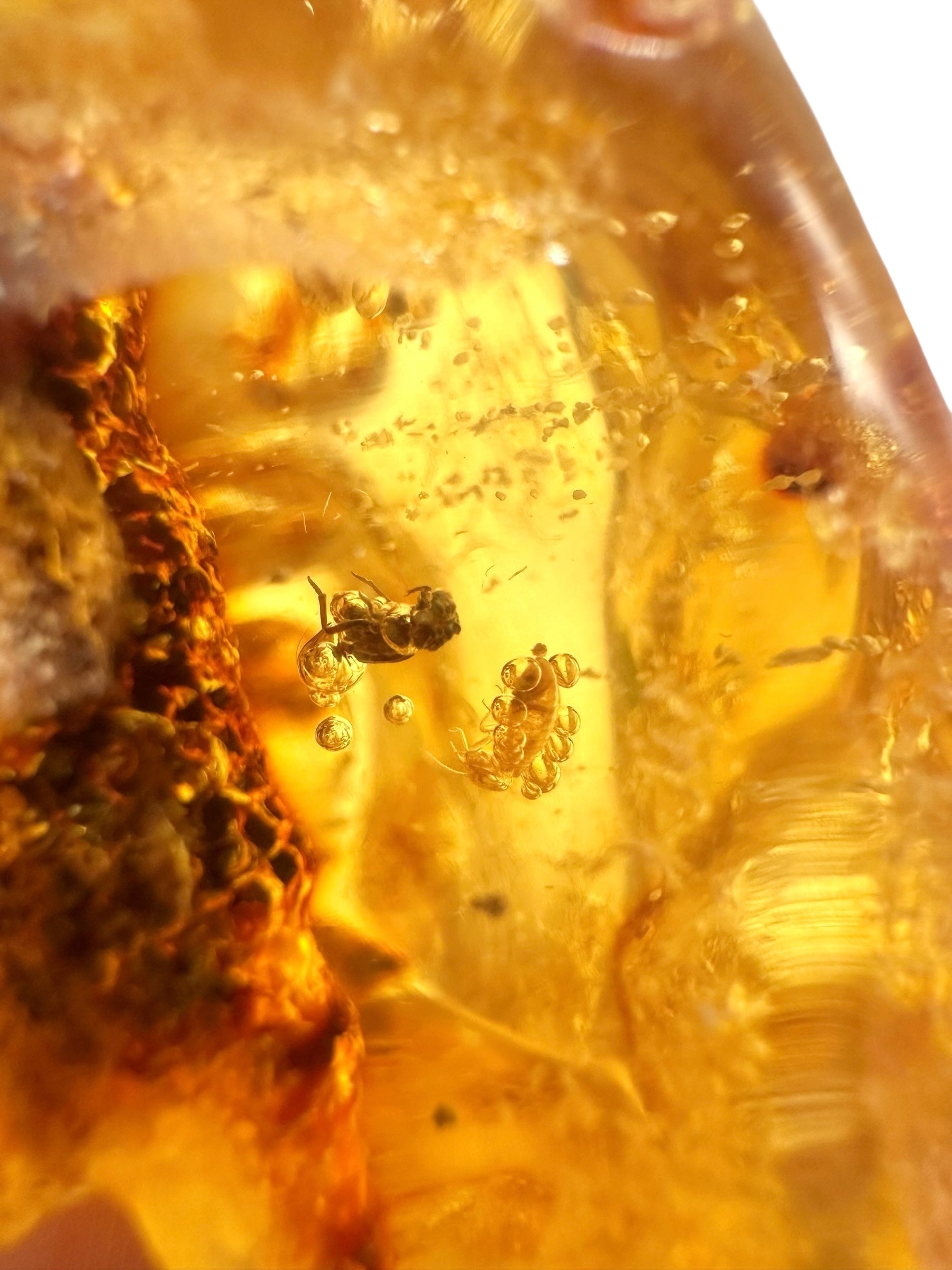 Insects in young amber (copal) 60g – Colombia - IK40