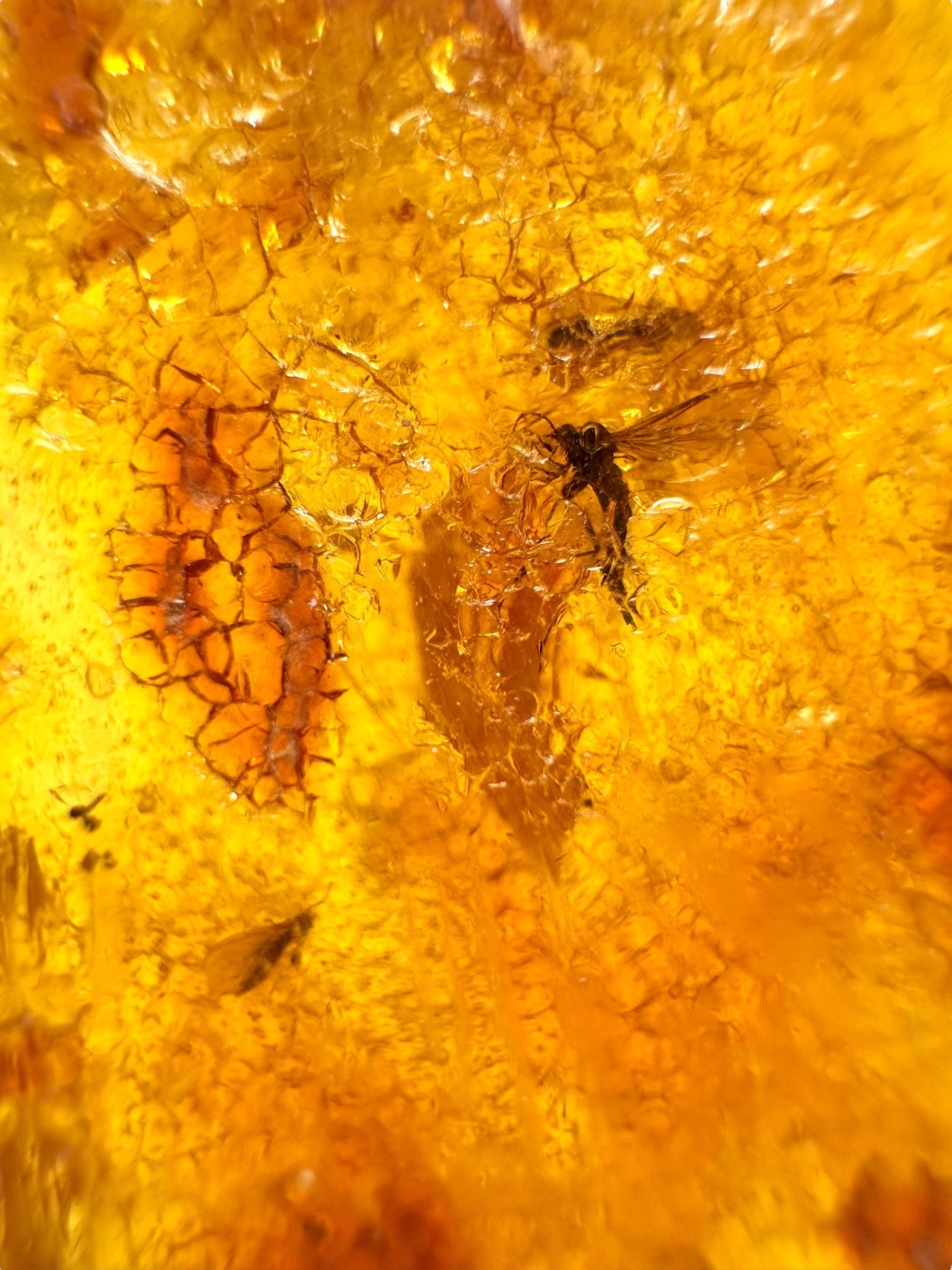 Insects in young amber (copal) 22,1g – Colombia - IK42