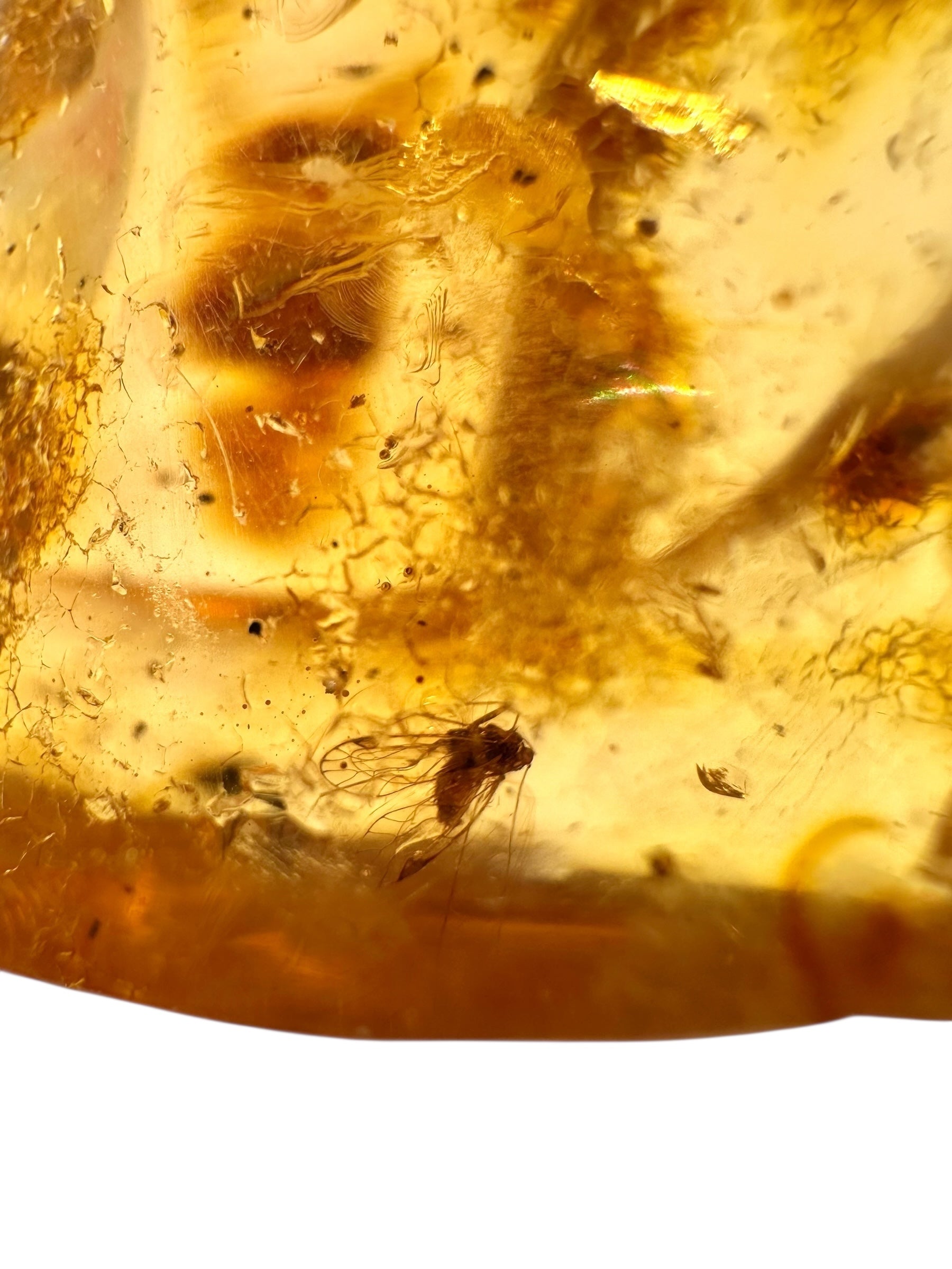 Insects in young amber (copal) 17,2g – Colombia - IK43