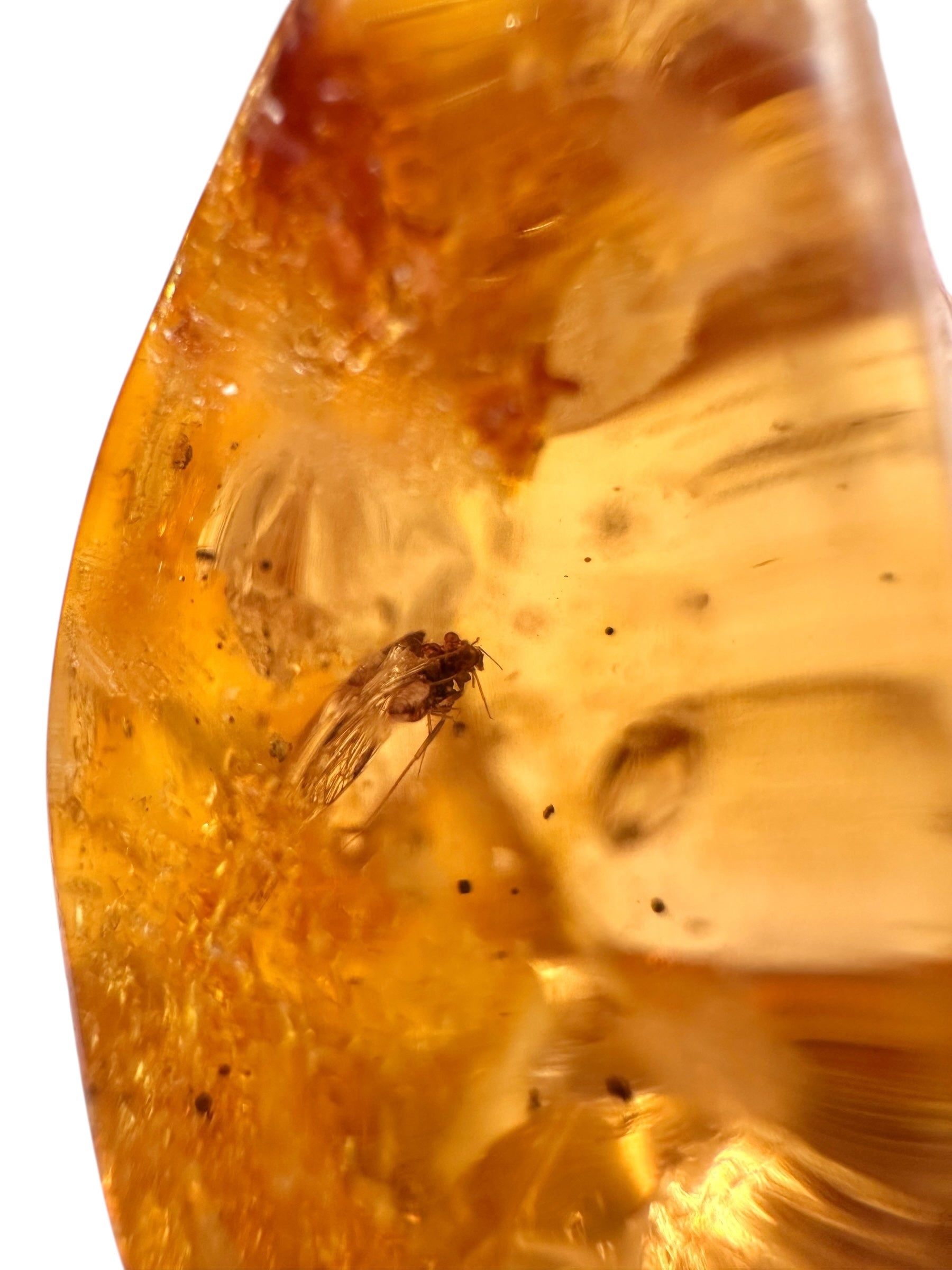 Insects in young amber (copal) 17,2g – Colombia - IK43
