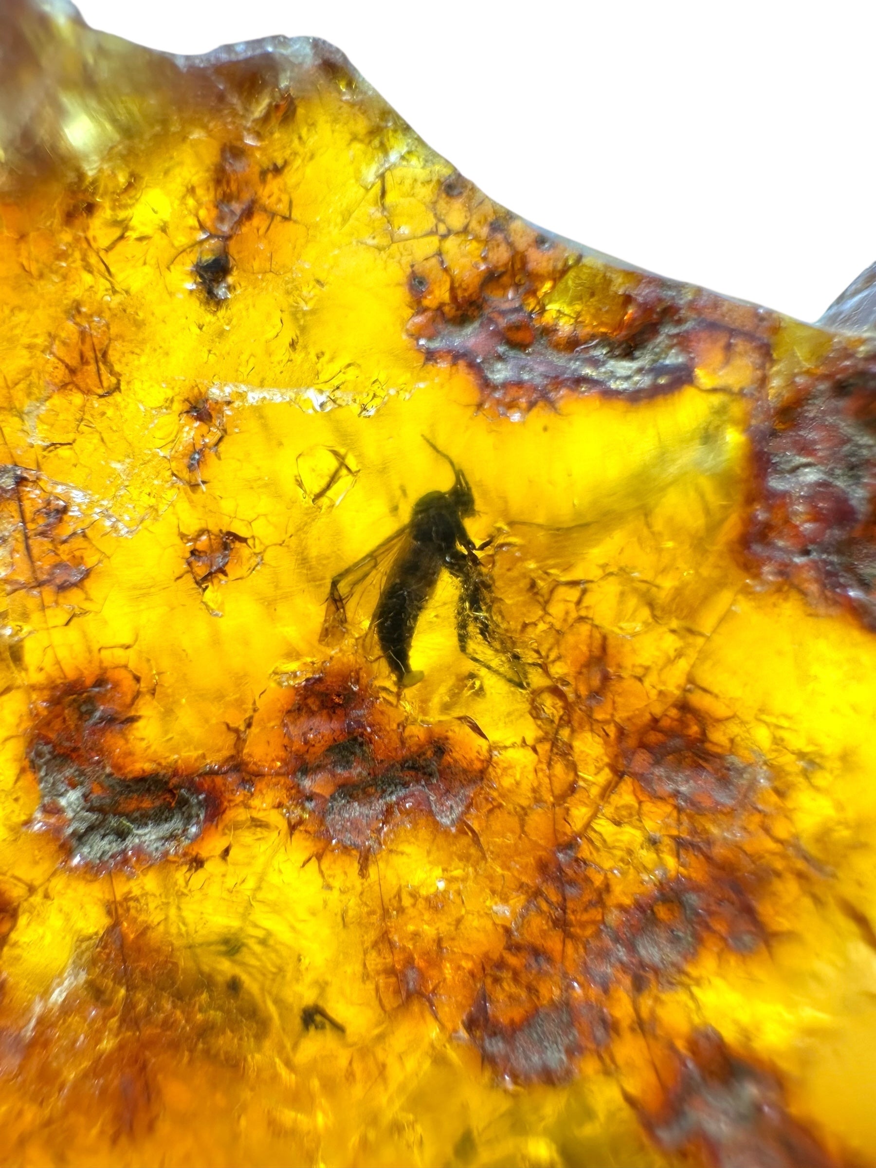 Insects in young amber (copal) 19,1g – Colombia - IK44