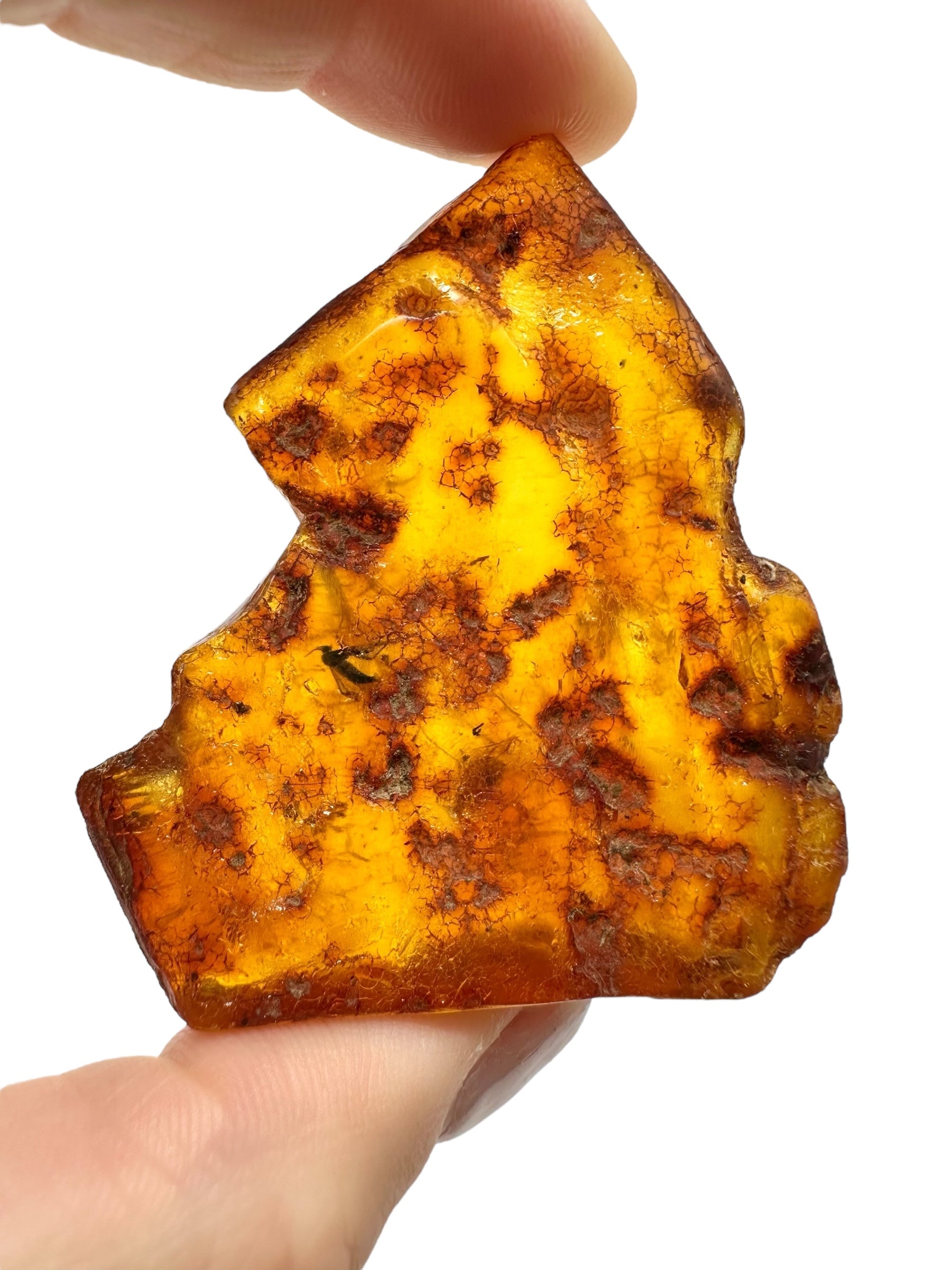 Insects in young amber (copal) 19,1g – Colombia