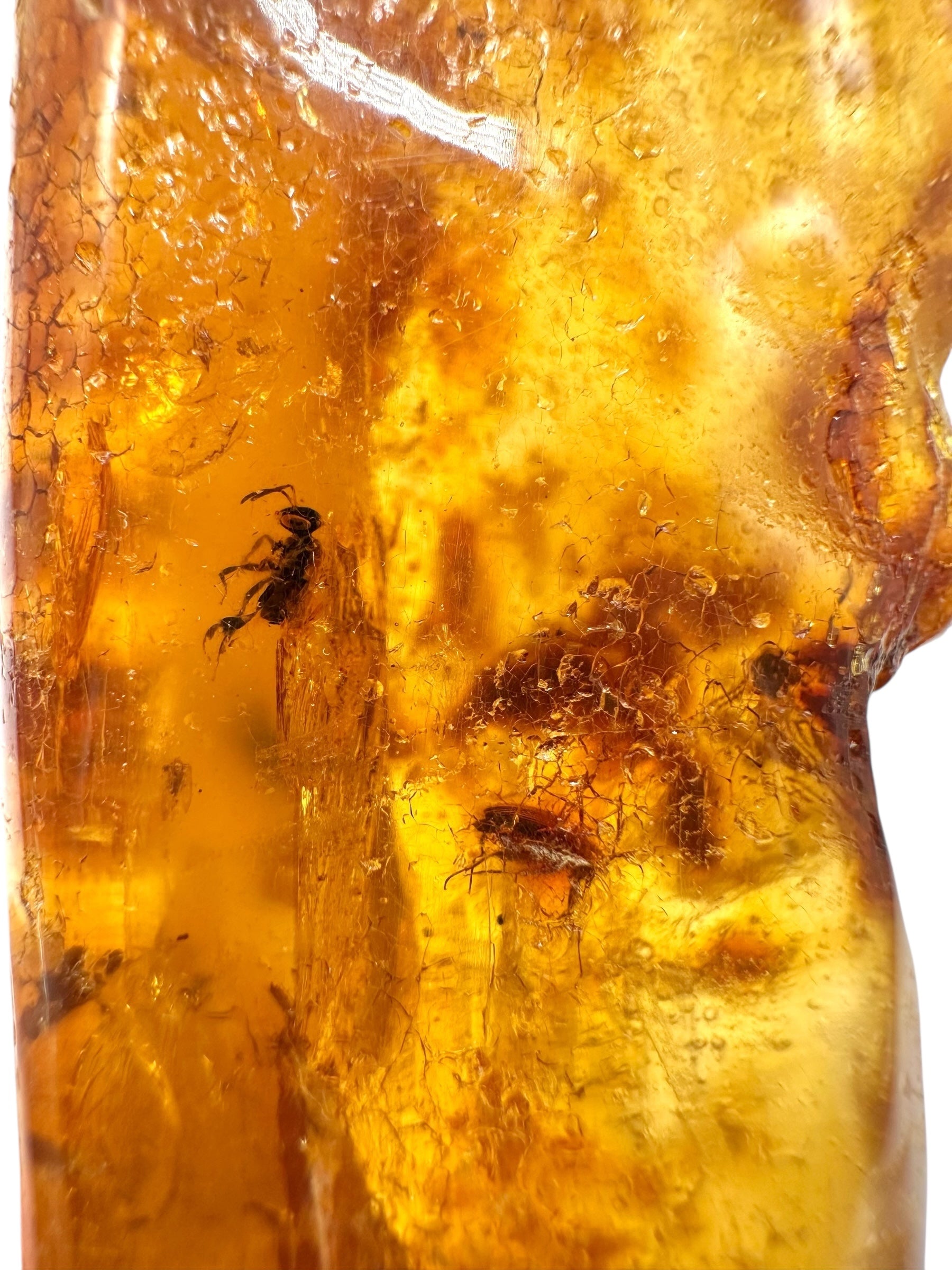 Insects in young amber (copal) 38,1g – Colombia - IK47