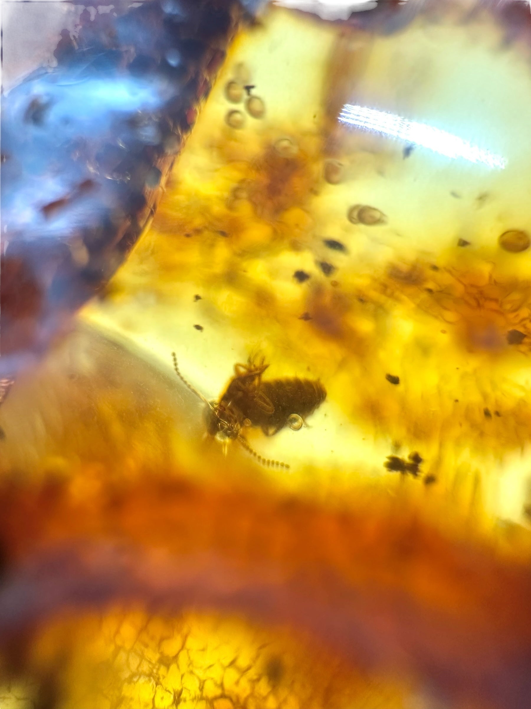 Insects in young amber (copal) 63,5g – Colombia - IK48