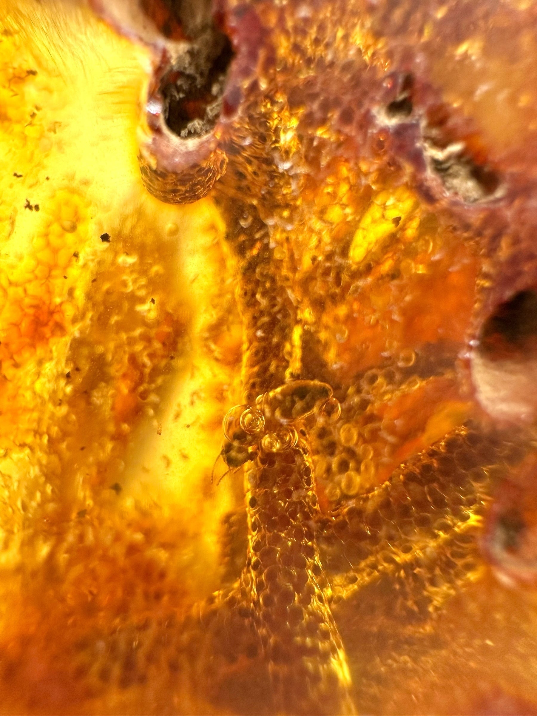 Insects in young amber (copal) 63,5g – Colombia - IK48