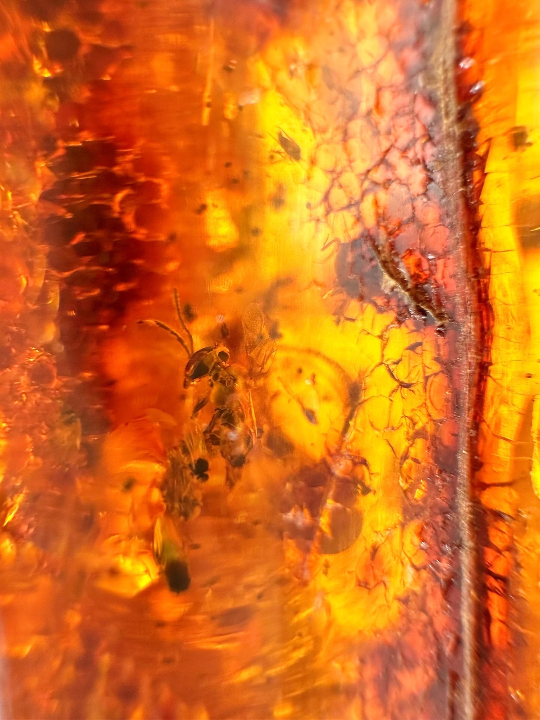 Insects in young amber (copal) 58,7g – Colombia - IK50
