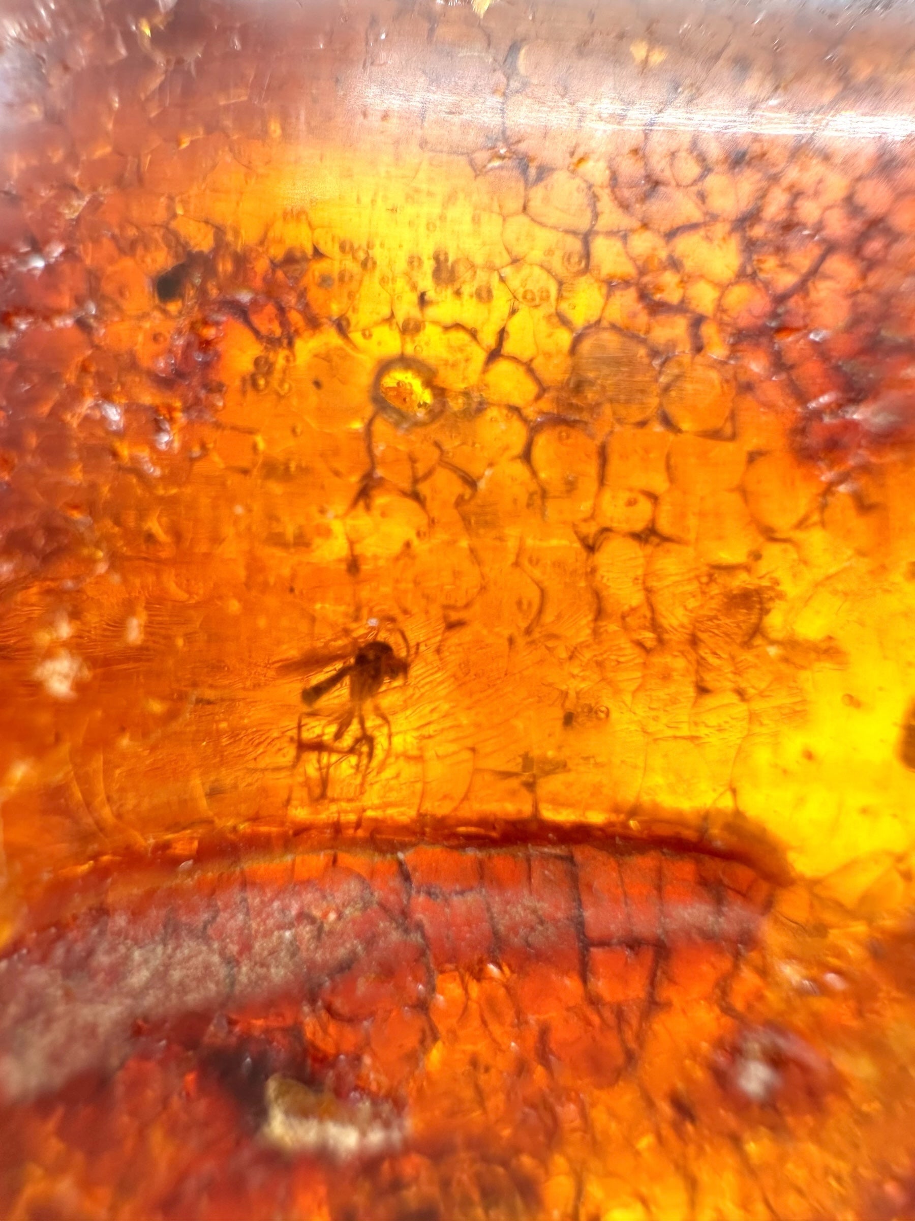 Insects in young amber (copal) 58,7g – Colombia - IK50
