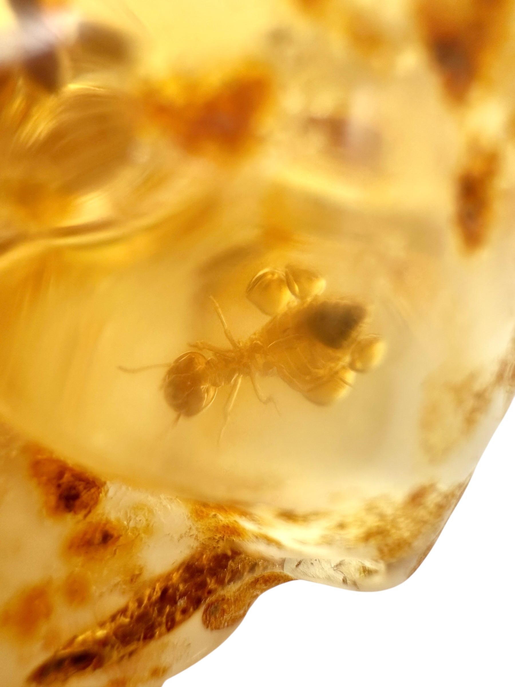 Insects in young amber (copal) 75g – Colombia - IK51