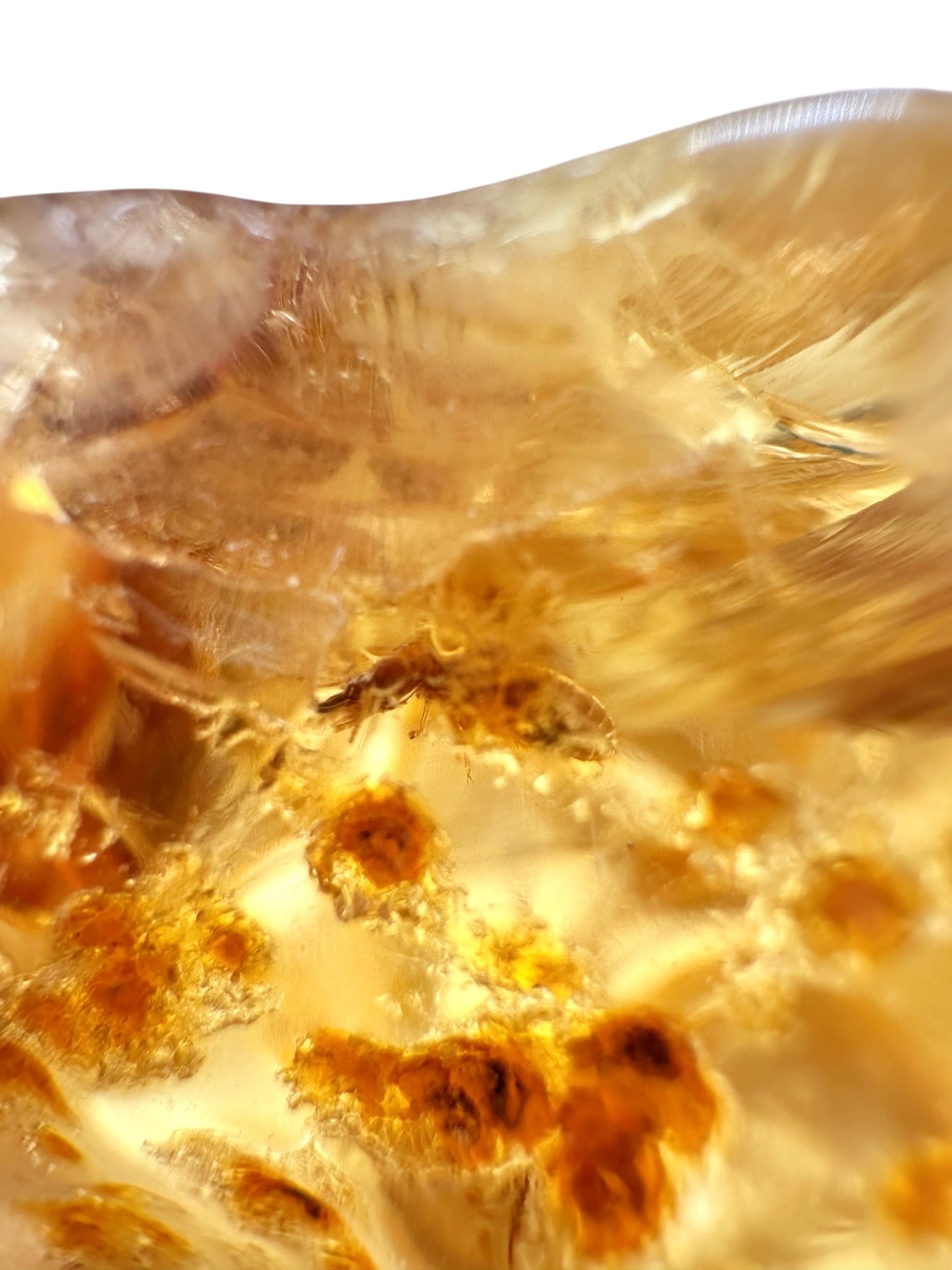 Insects in young amber (copal) 75g – Colombia - IK51