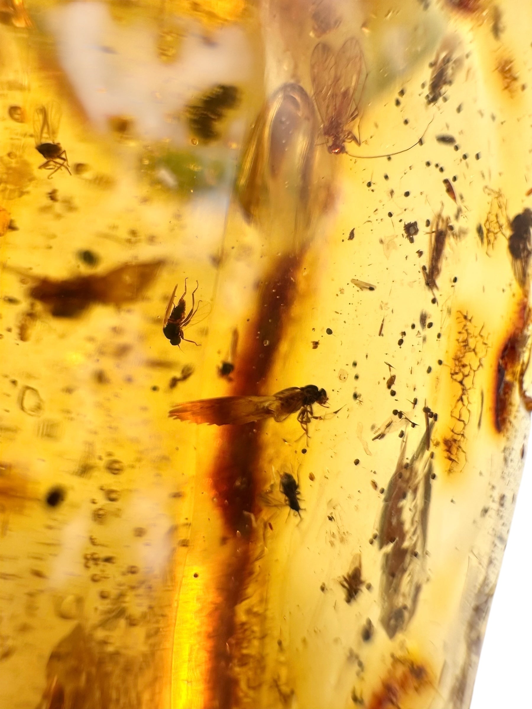 Insects in young amber (copal) 53,3g – Colombia - IK52