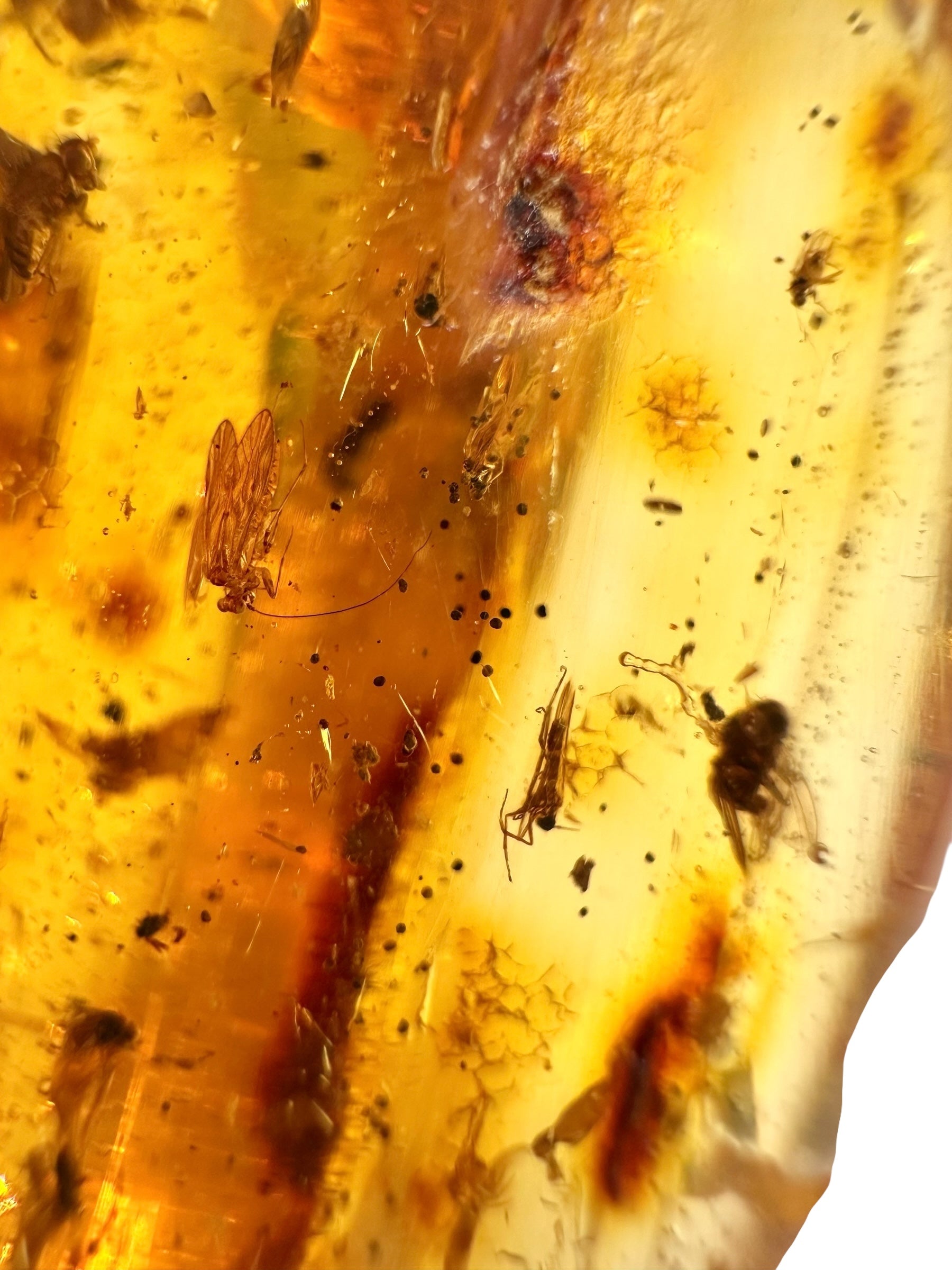 Insects in young amber (copal) 53,3g – Colombia - IK52