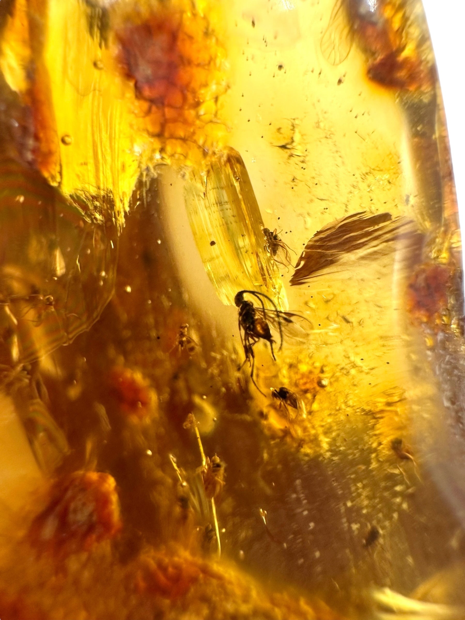 Insects in young amber (copal) 199,7g – Colombia - IK53