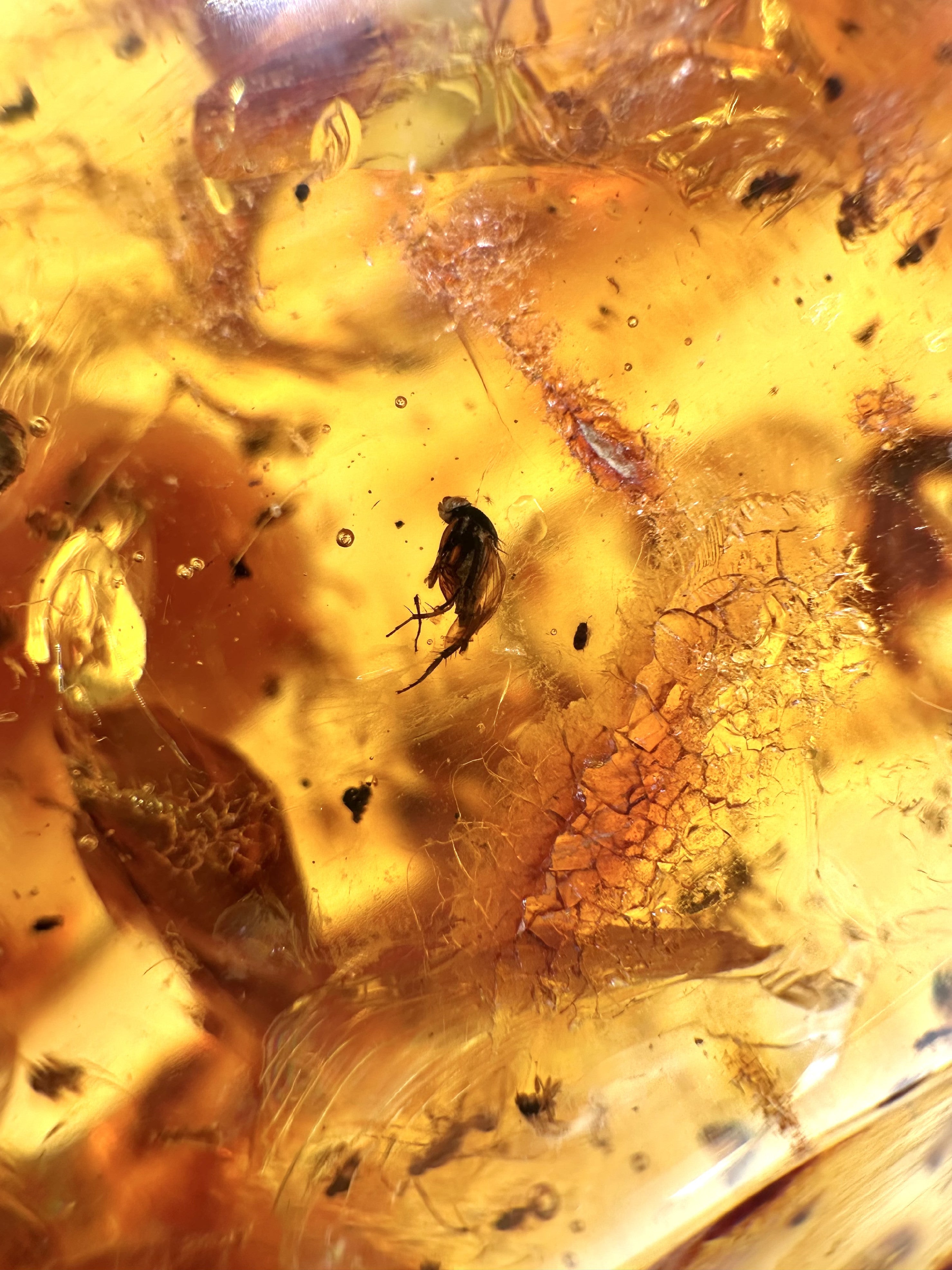Insects in young amber (copal) 199,7g – Colombia - IK53