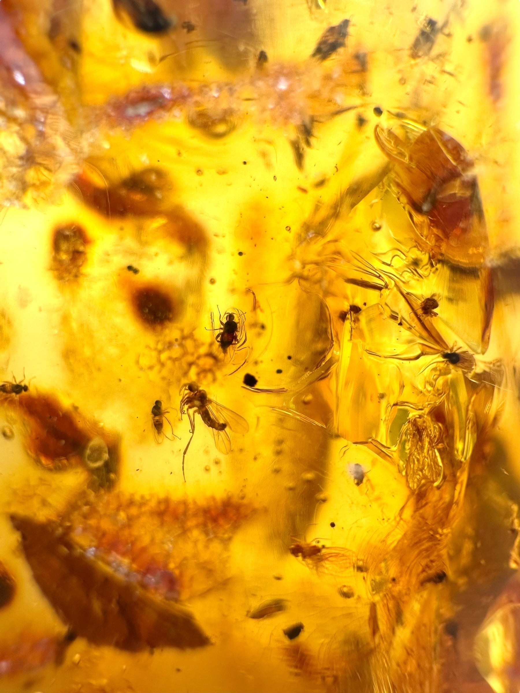 Insects in young amber (copal) 199,7g – Colombia - IK53