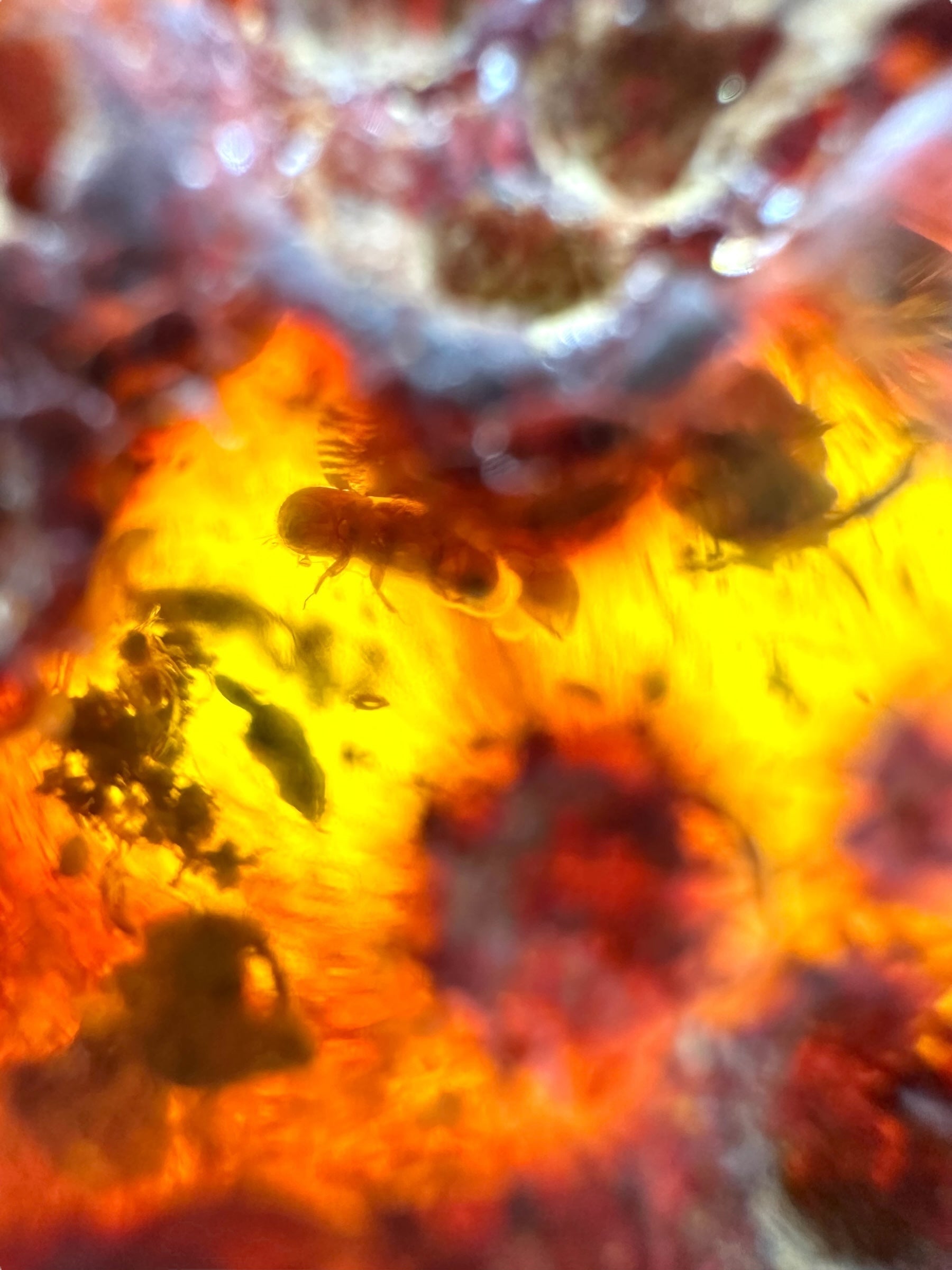 Insects in young amber (copal) 89,8g – Colombia - IK54
