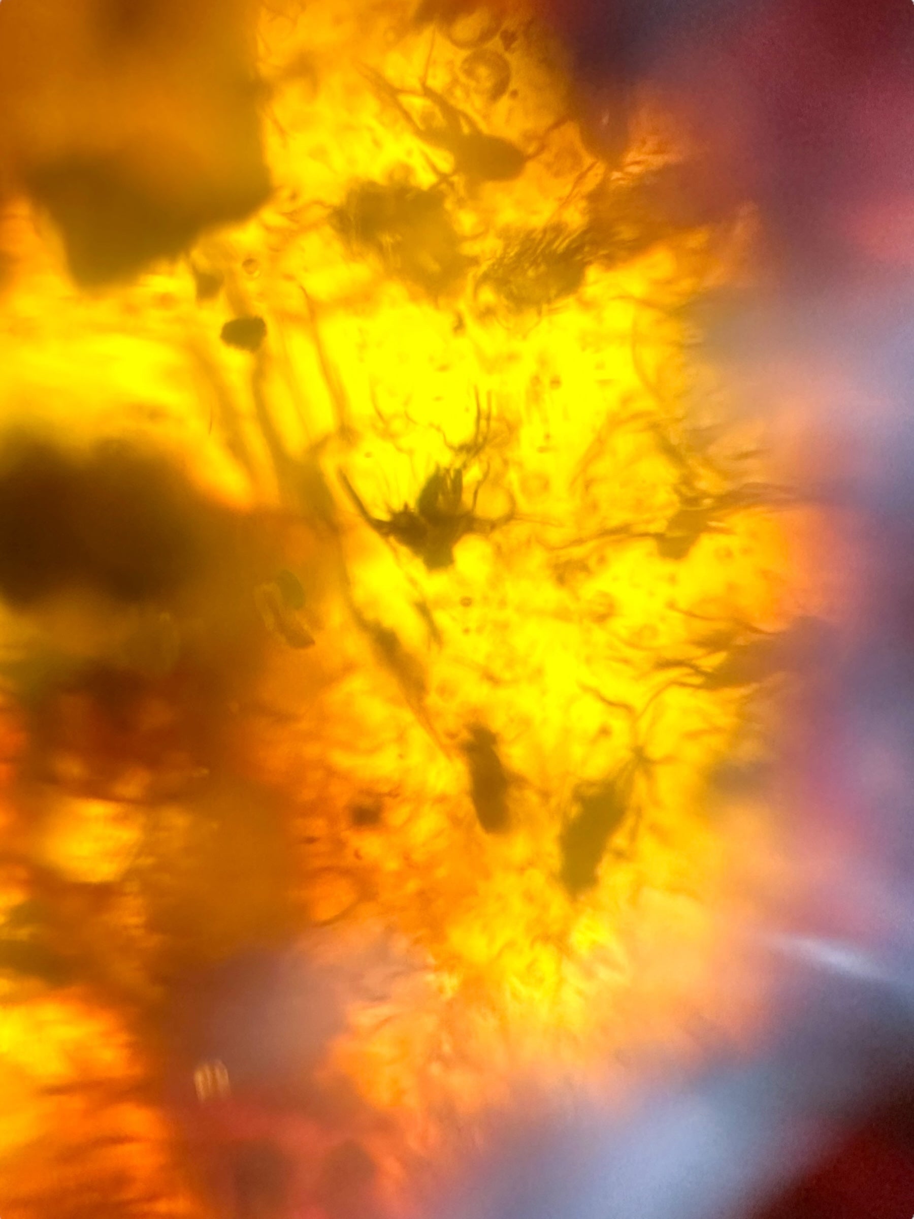 Insects in young amber (copal) 89,8g – Colombia - IK54