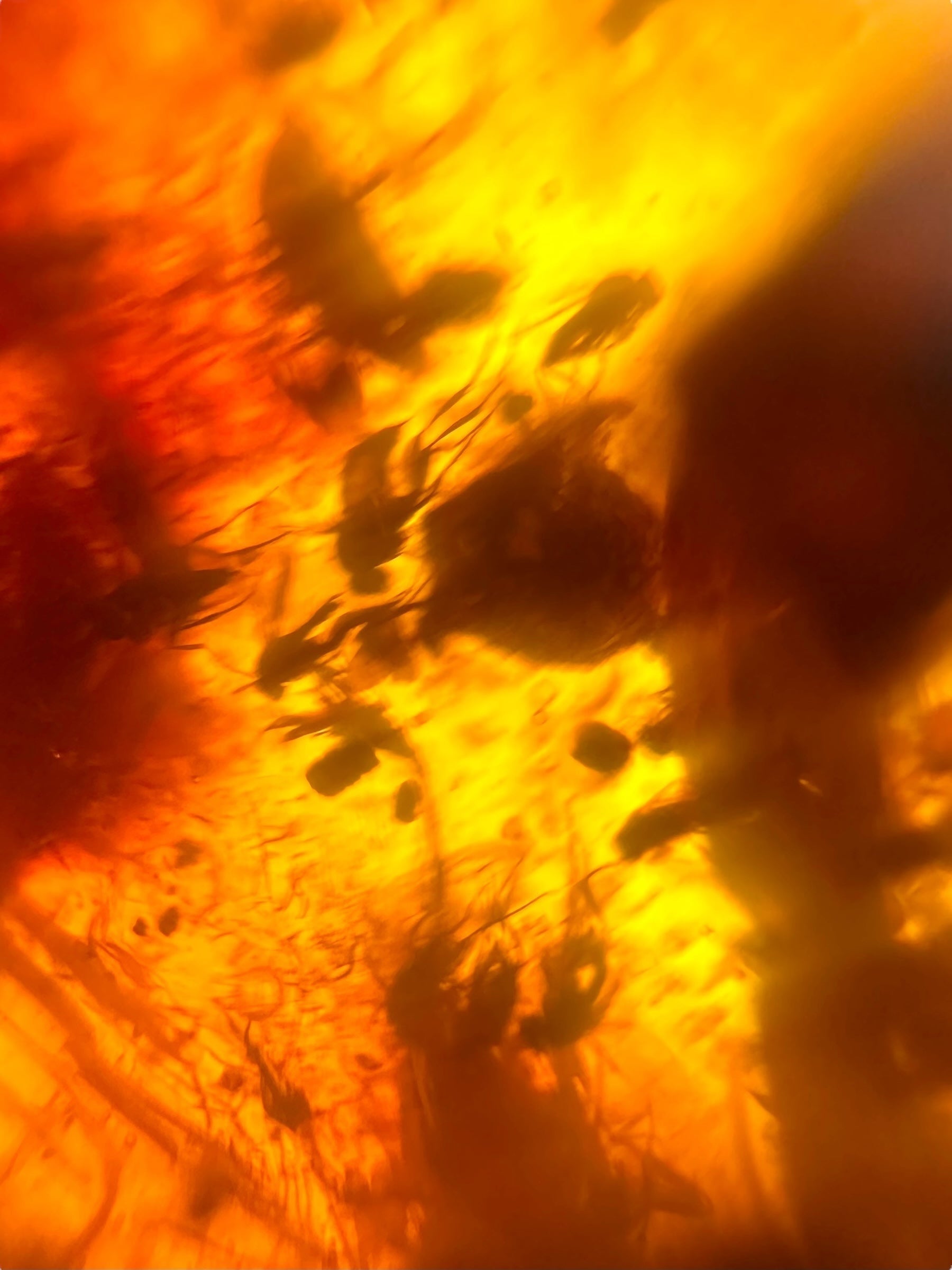 Insects in young amber (copal) 89,8g – Colombia - IK54
