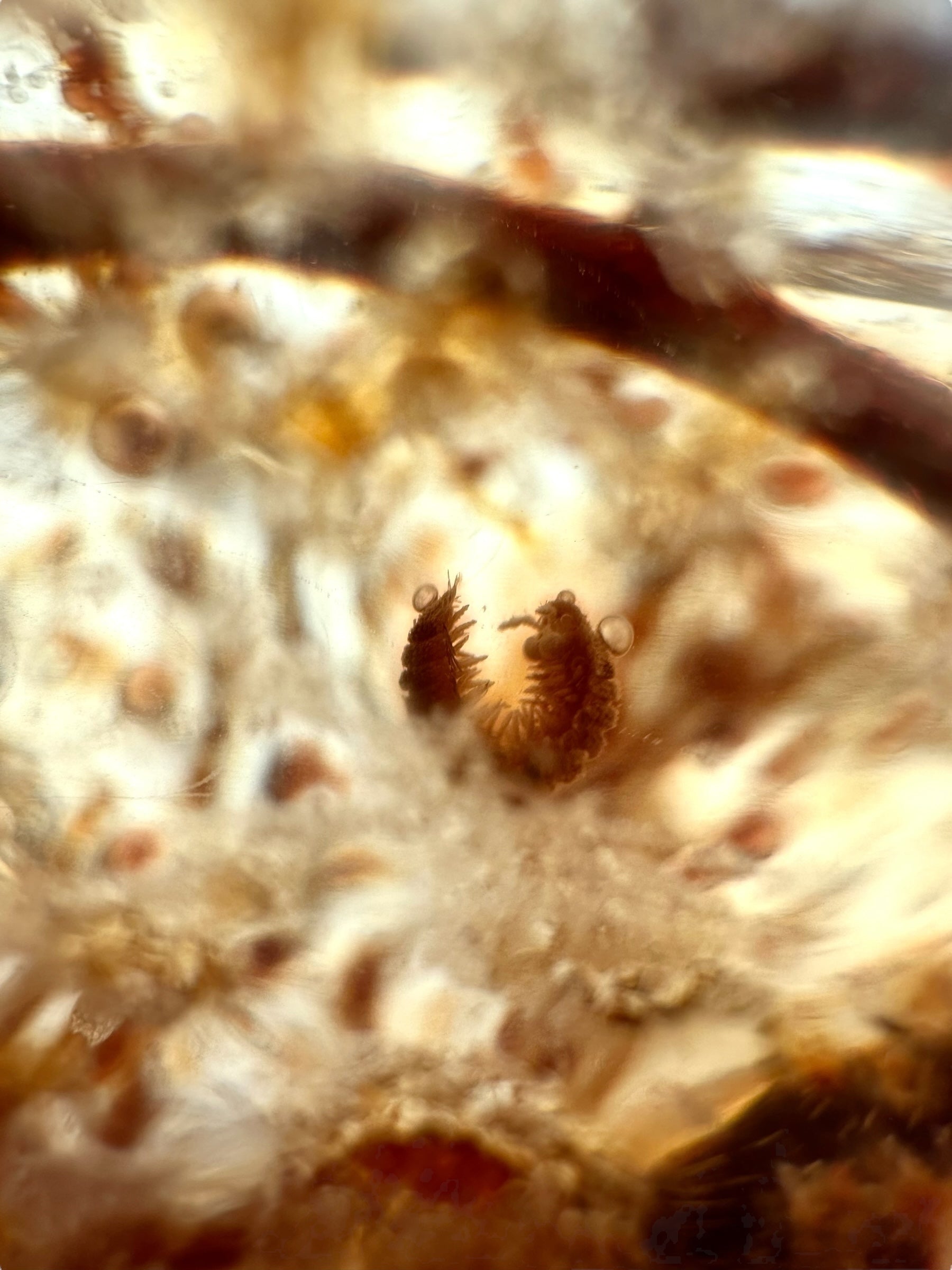 Insects in young amber (copal) 530g – Colombia - IK58