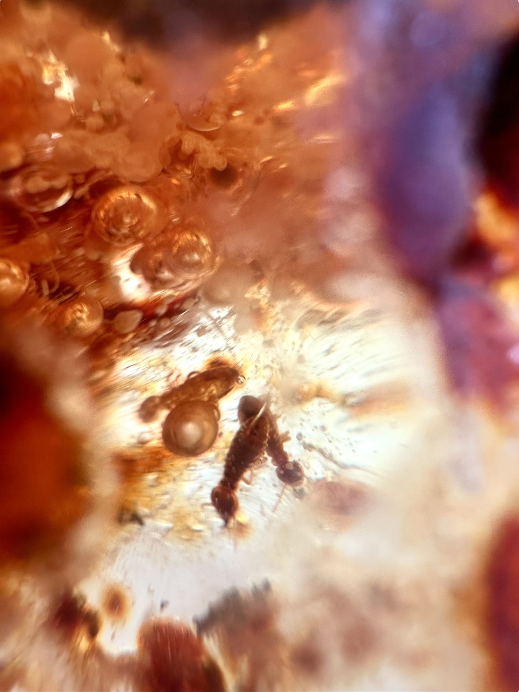 Insects in young amber (copal) 530g – Colombia - IK58
