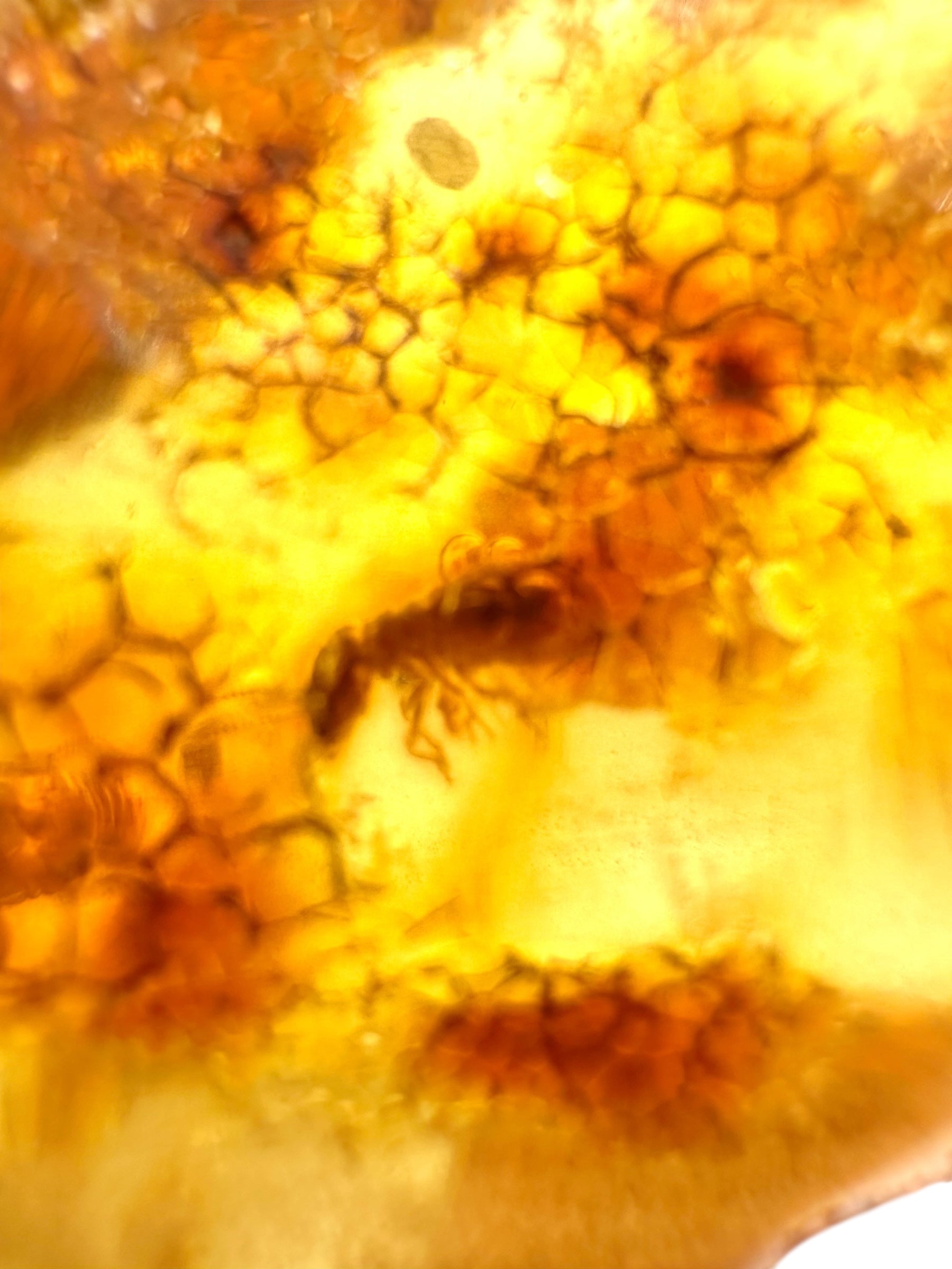 Insects in young amber (copal) 95,5g – Colombia - IK59