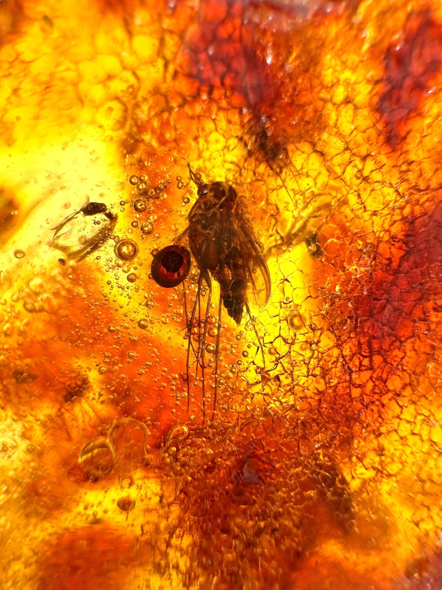 Insects in young amber (copal) 111,7g – Colombia - IK60