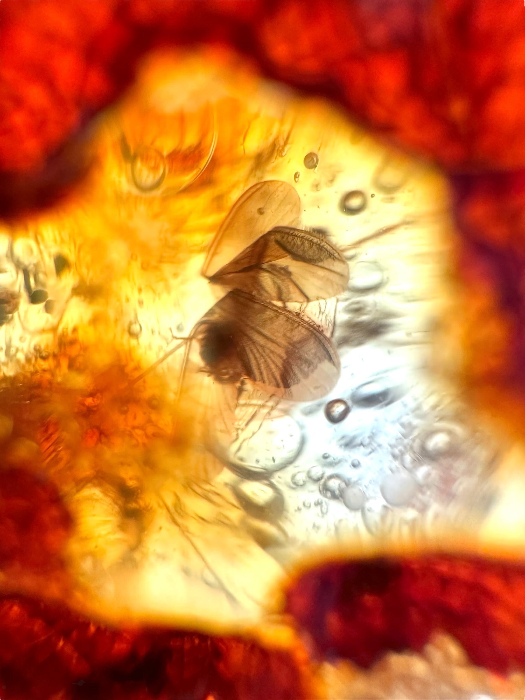 Insects in young amber (copal) 111,7g – Colombia - IK60