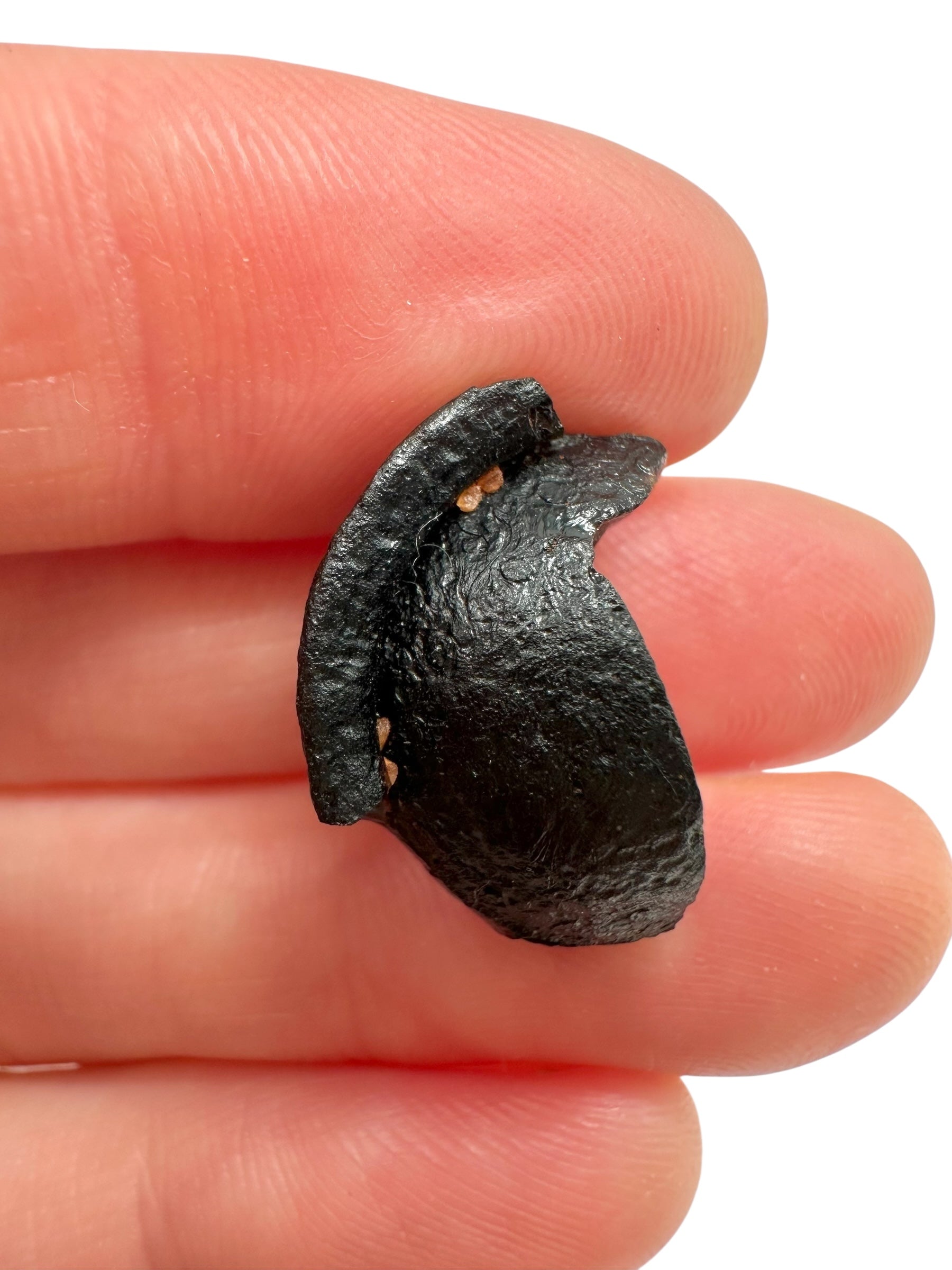 Australite "button" 2,2g – Kalgoorlie, Western Australia