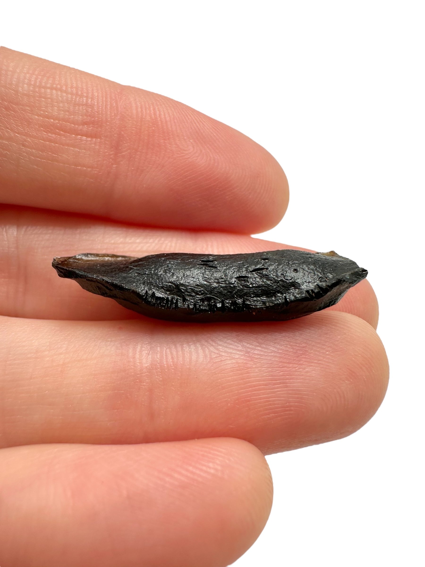 Australite "button" 2,1g – Kalgoorlie, Western Australia - AU120