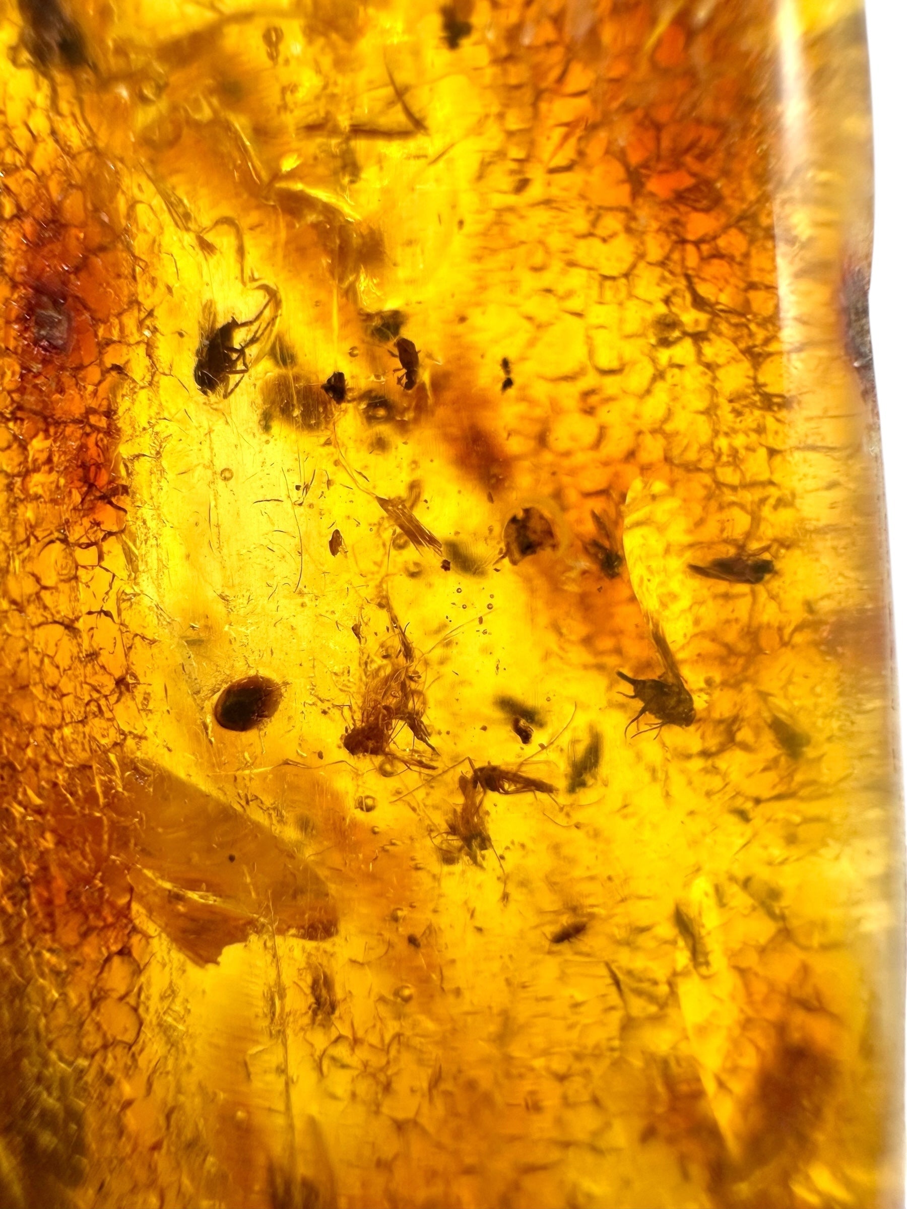 Insects in young amber (copal) 115,2g – Colombia - IK61
