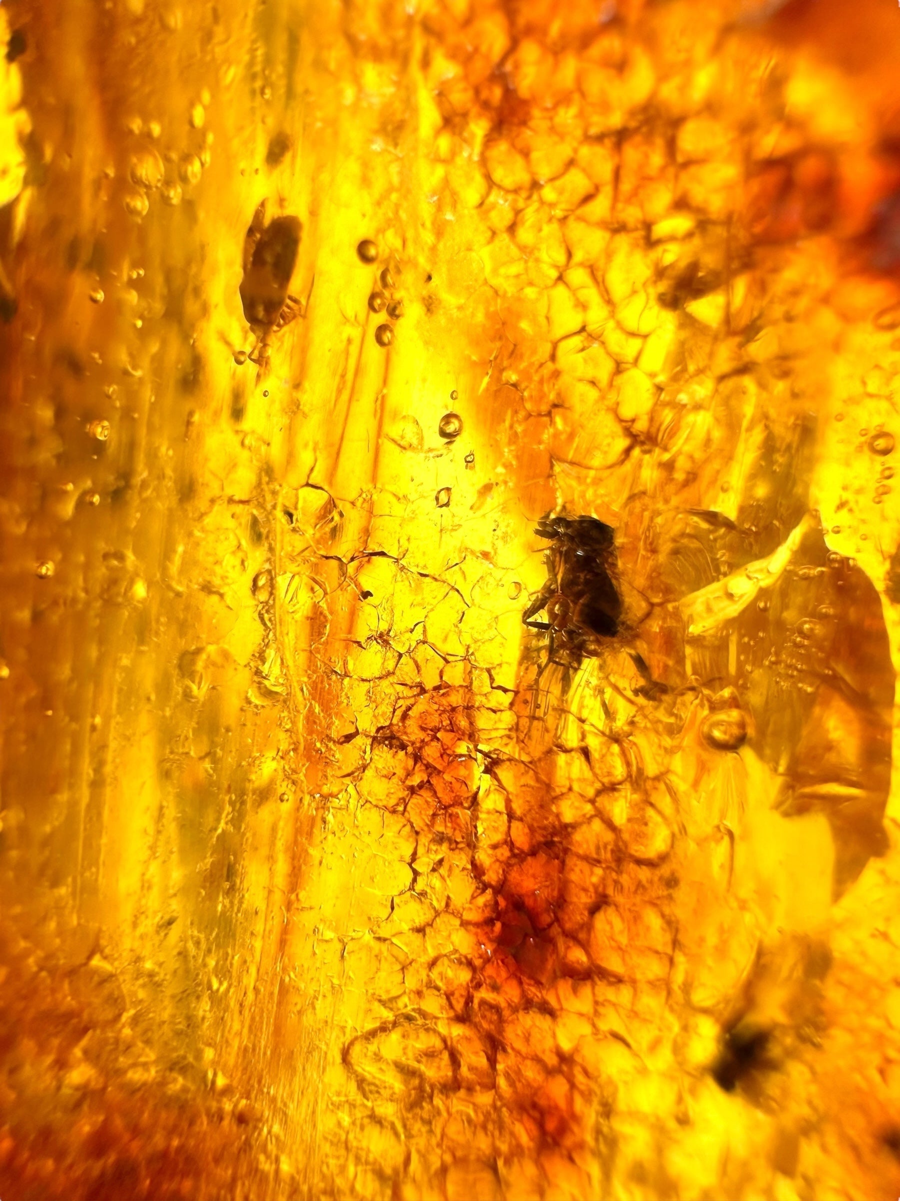 Insects in young amber (copal) 115,2g – Colombia - IK61