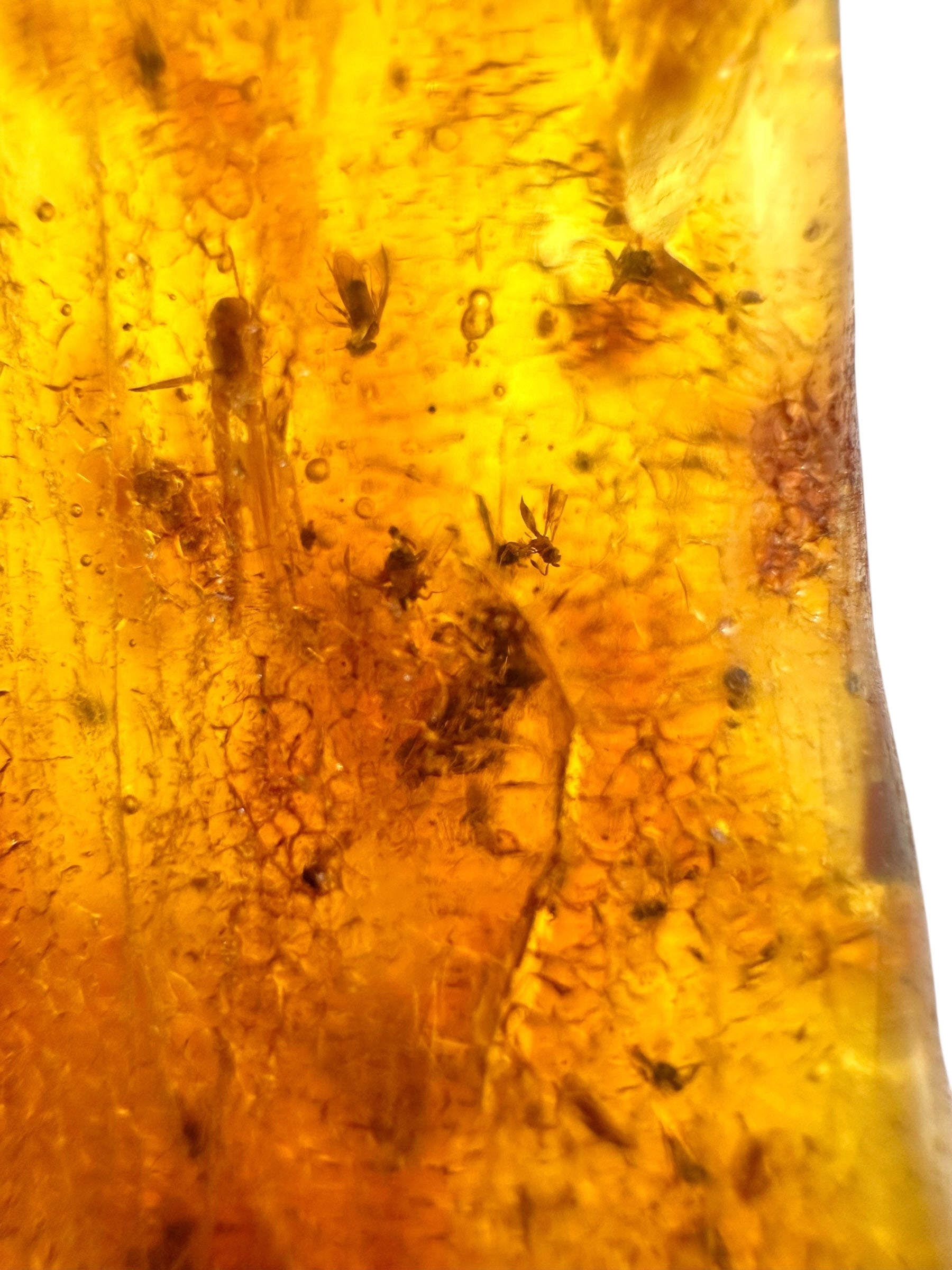 Insects in young amber (copal) 115,2g – Colombia - IK61