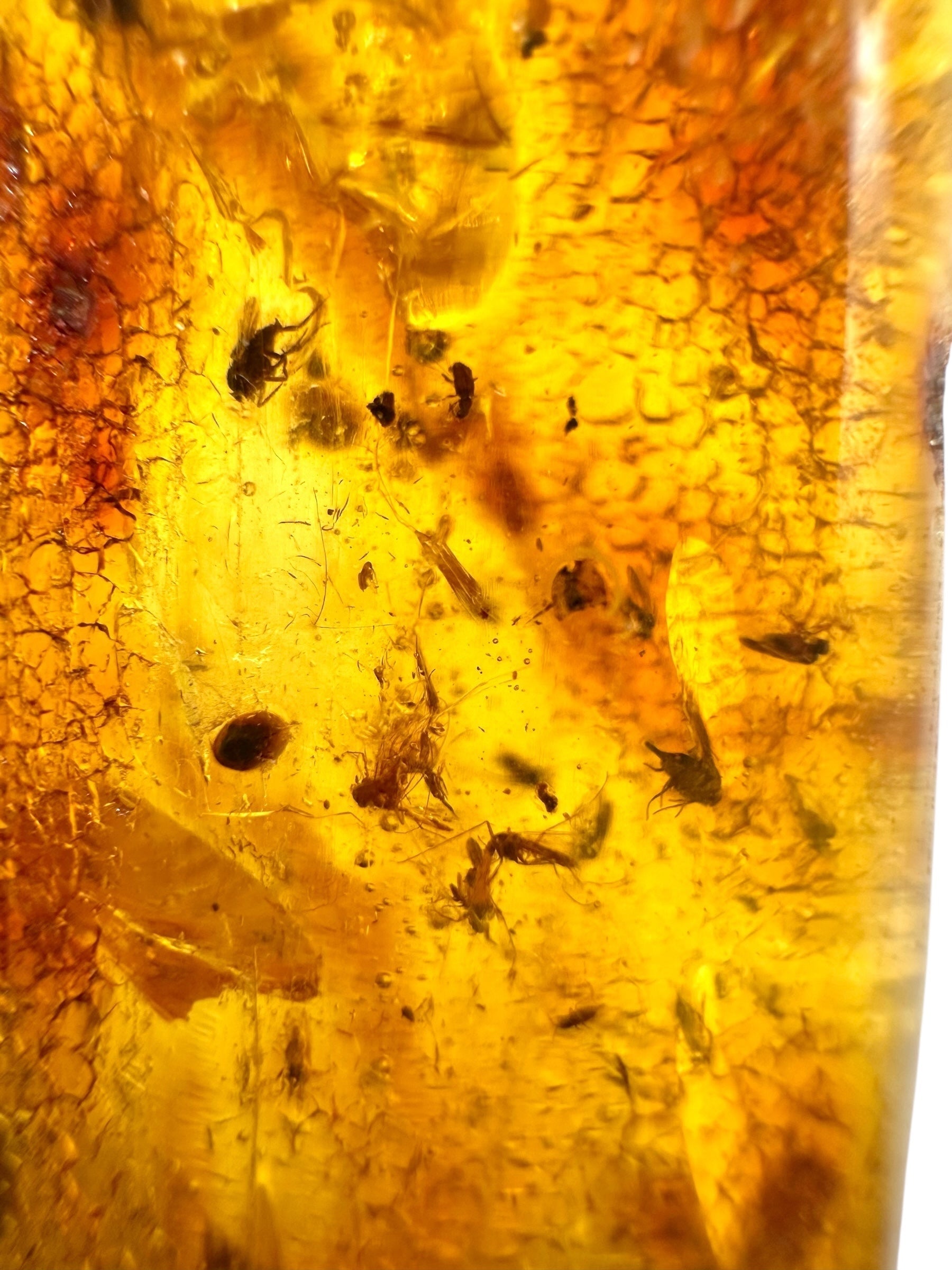 Insects in young amber (copal) 115,2g – Colombia - IK61