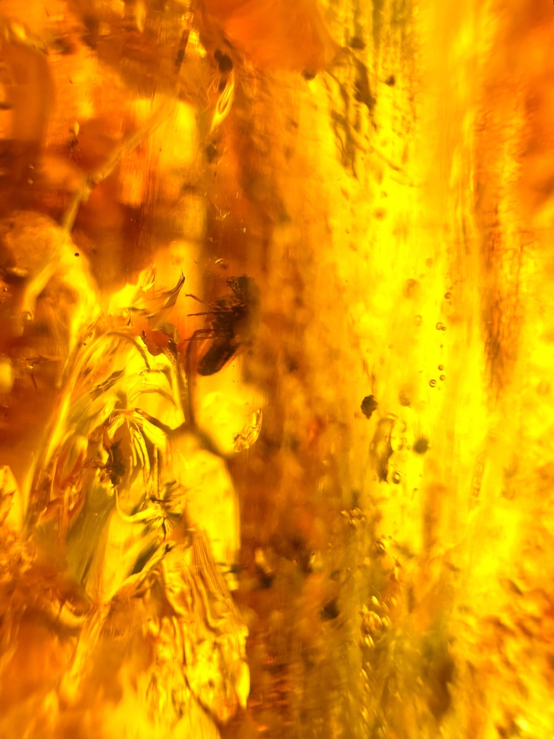 Insects in young amber (copal) 115,2g – Colombia - IK61